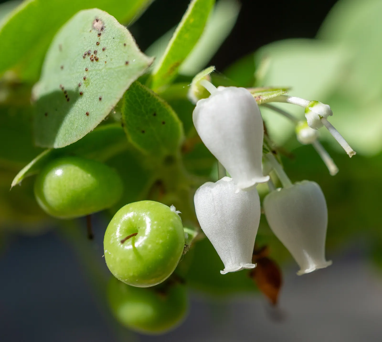 Manzanita (Arctostaphylos Spp.) — mahogany-colored bark and twisted branches that provide year-round visual interest