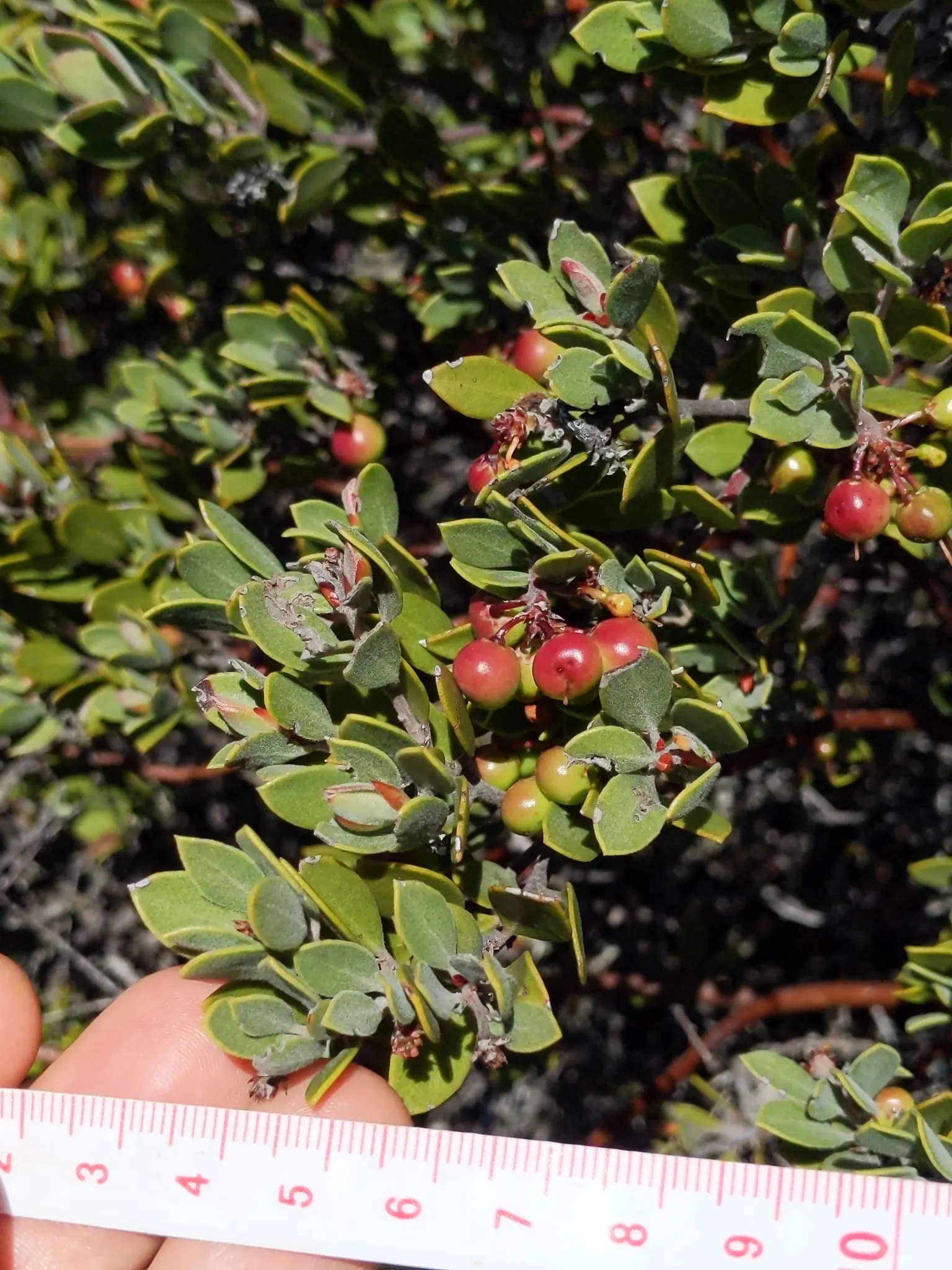 Manzanita (Arctostaphylos Spp.) — Manzanita is drought-tolerant, making it an ideal choice for water-efficient landscapes in USDA zones 8-11