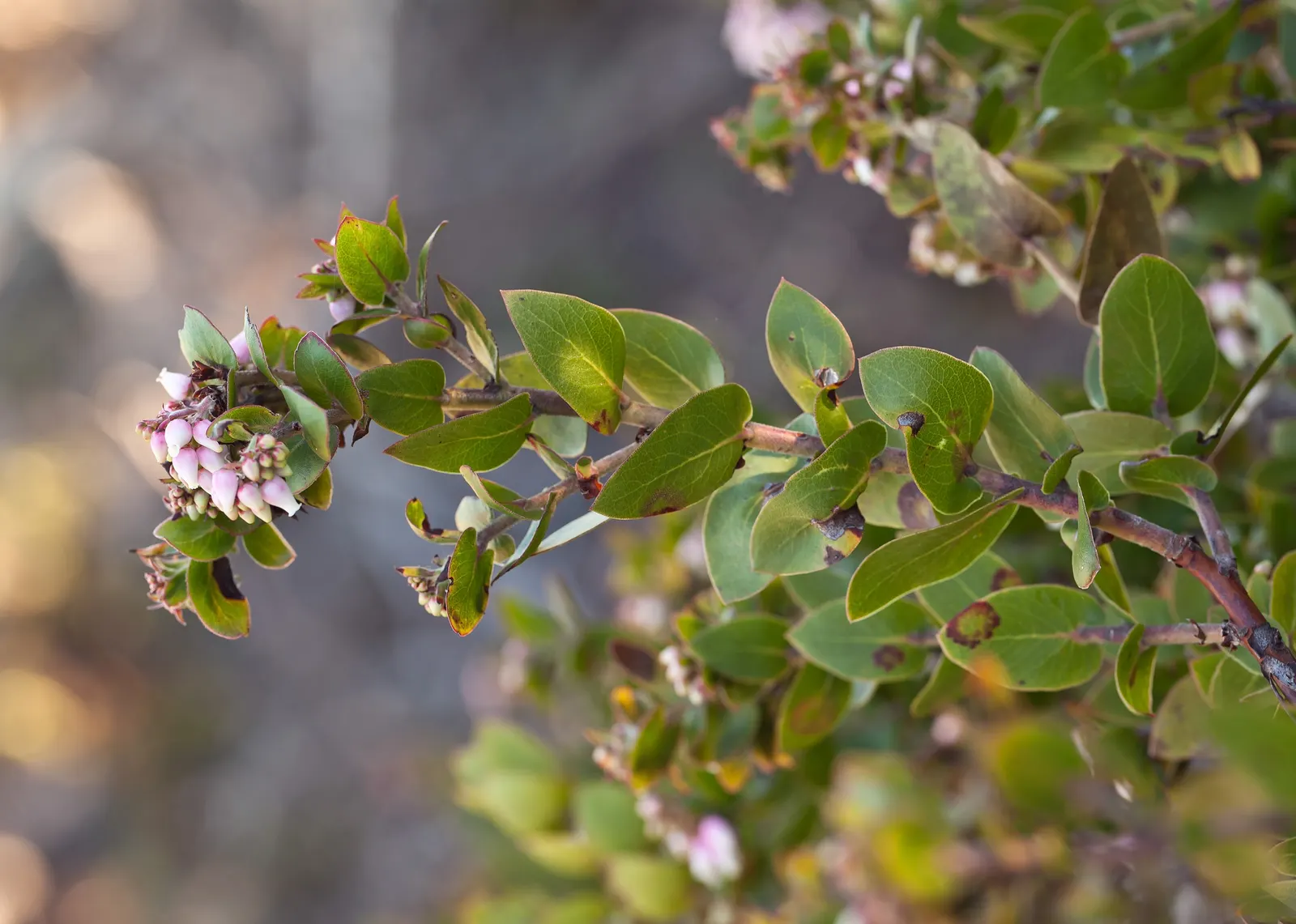 Manzanita (Arctostaphylos Spp.) — Mature sizes vary by species, with heights ranging from 1 to 20 feet and spreads up to 12 feet