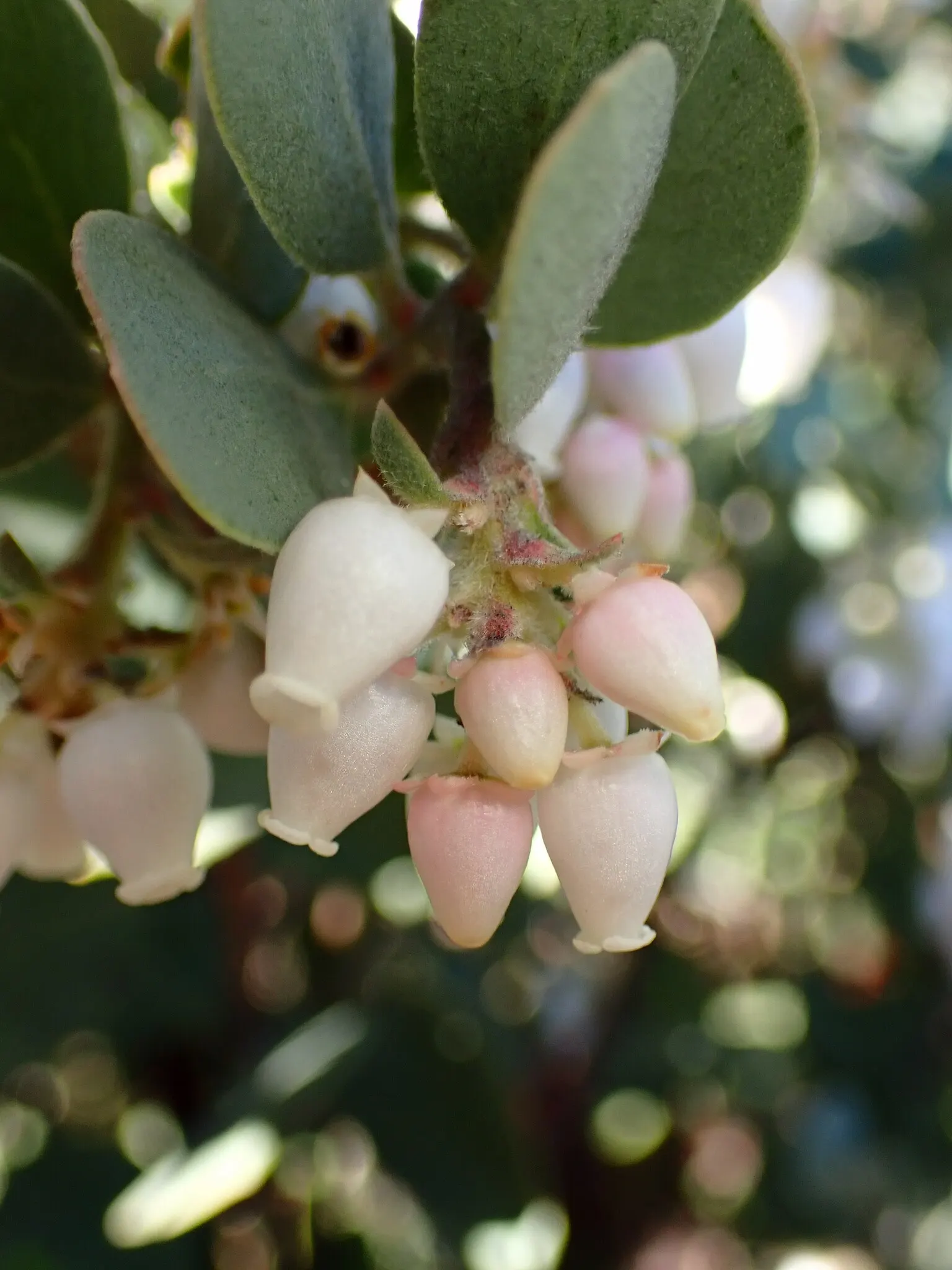 Manzanita (Arctostaphylos Spp.) — which varies from green to a grayish green