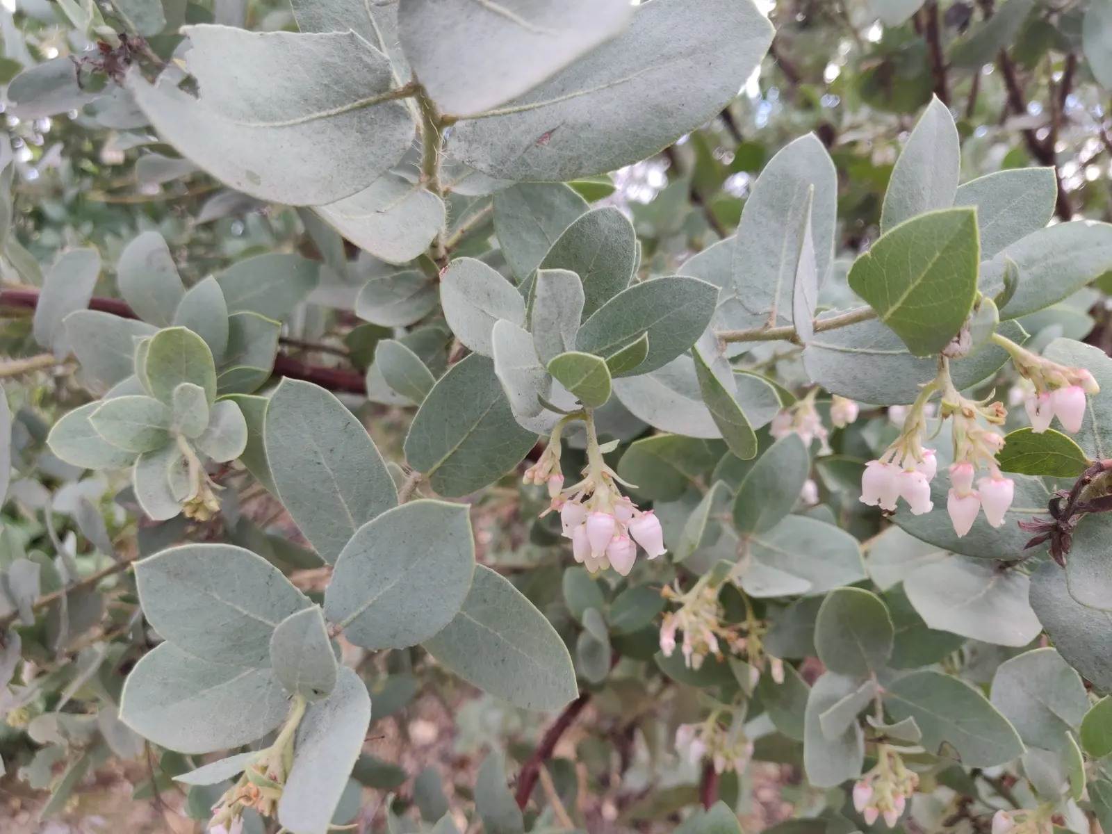 Manzanita (Arctostaphylos Spp.) — making it an ideal addition to any landscape design