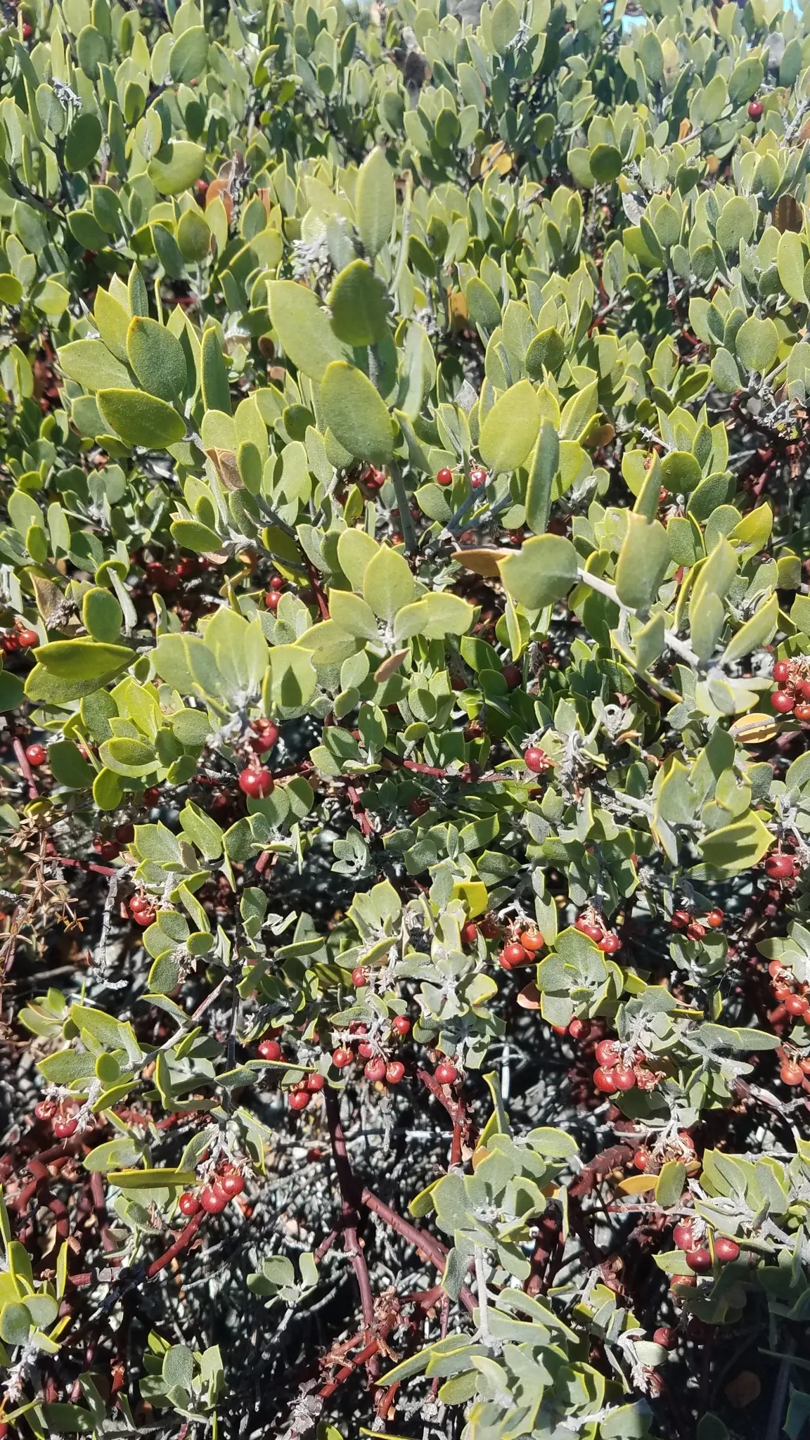 Manzanita (Arctostaphylos Spp.) — Manzanita (Arctostaphylos spp.) is a captivating evergreen shrub known for its distinct