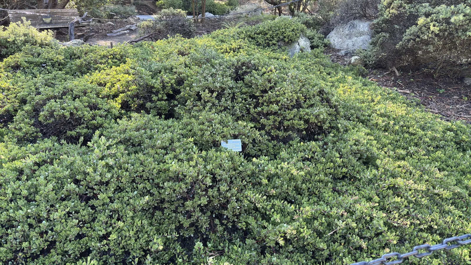Manzanita (Arctostaphylos Spp.) — attract pollinators such as bees and hummingbirds