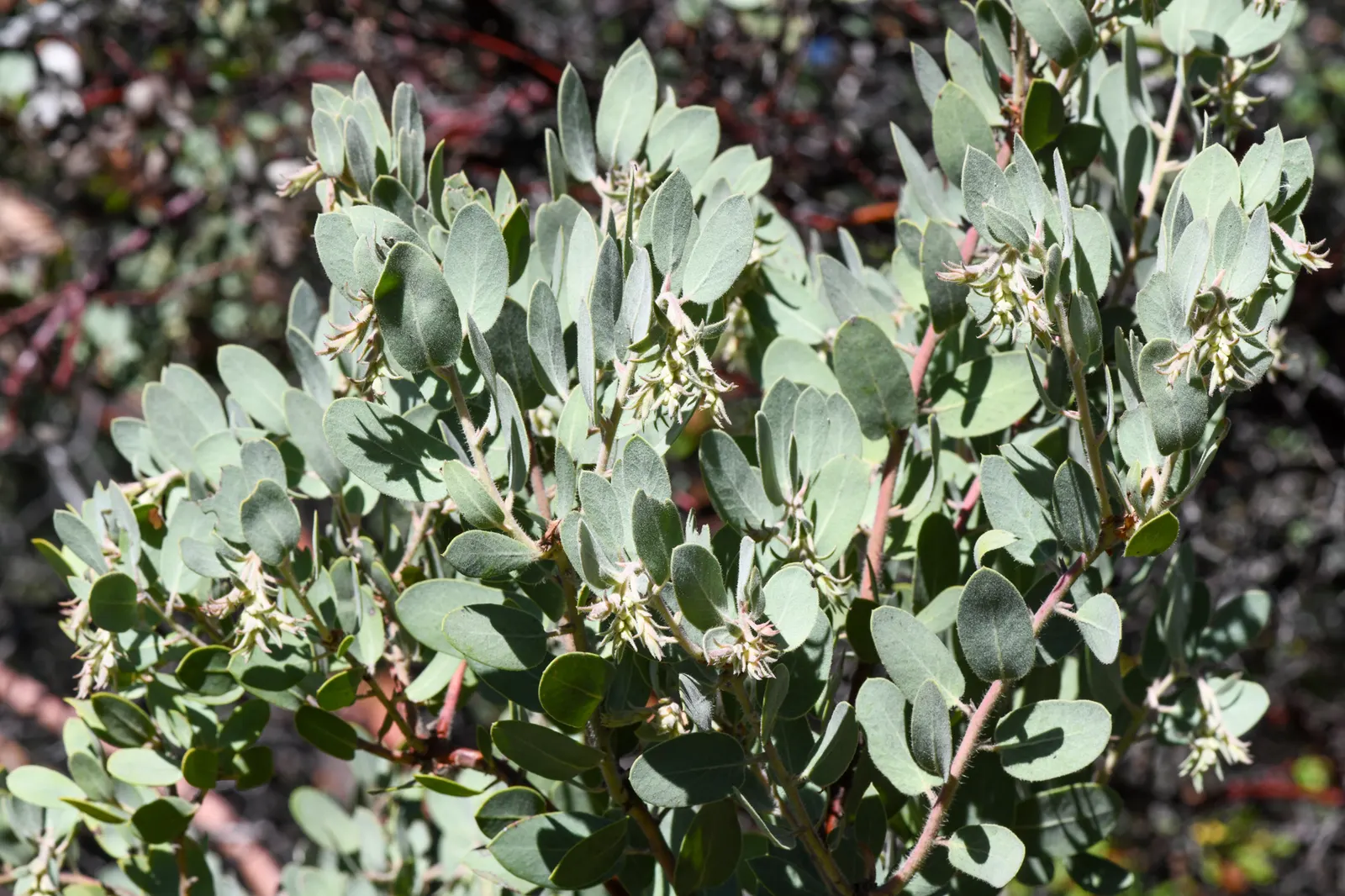 Manzanita (Arctostaphylos Spp.) — scientifically known as Arctostaphylos spp.