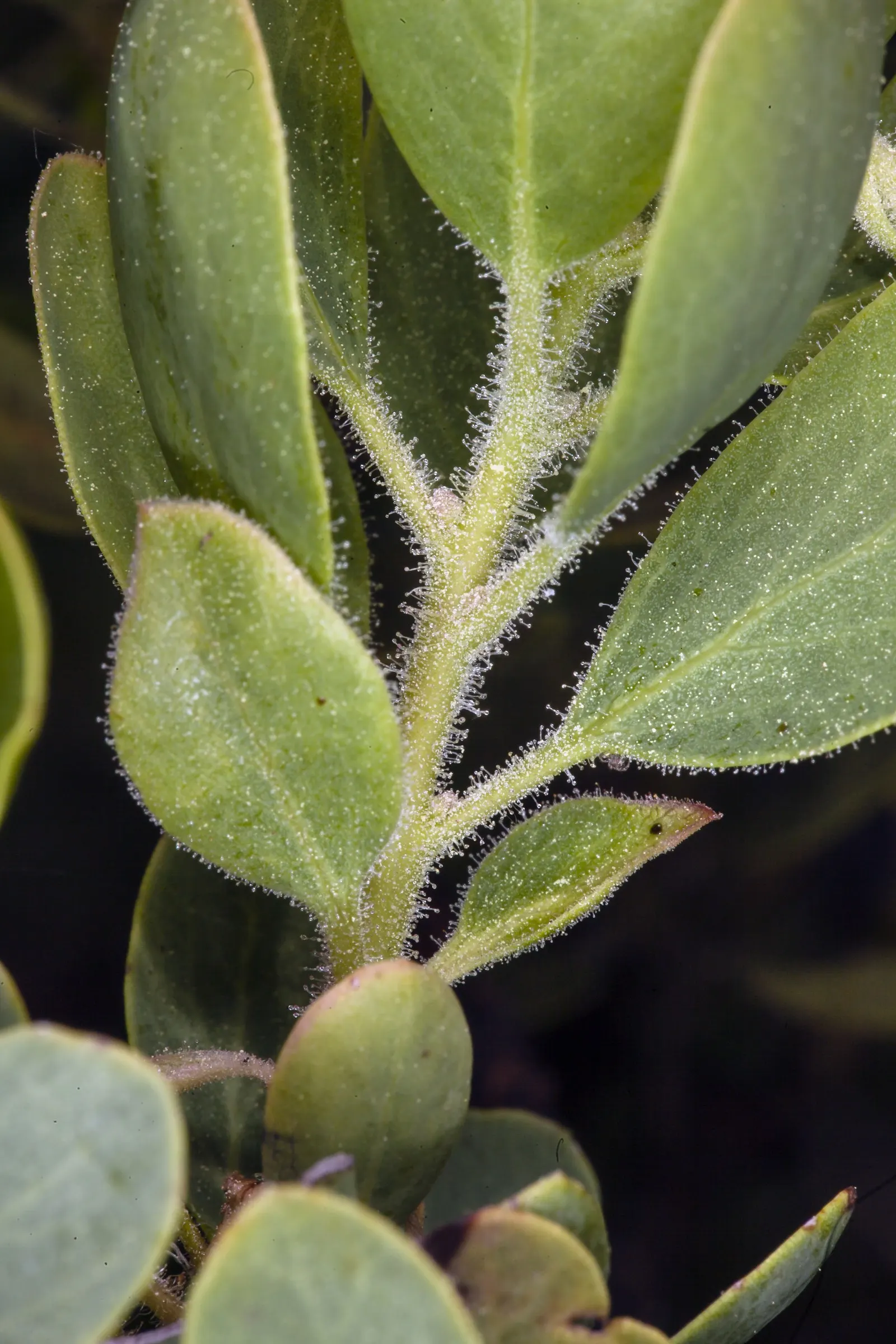 Manzanita (Arctostaphylos Spp.) — typically in shades of white to pale pink