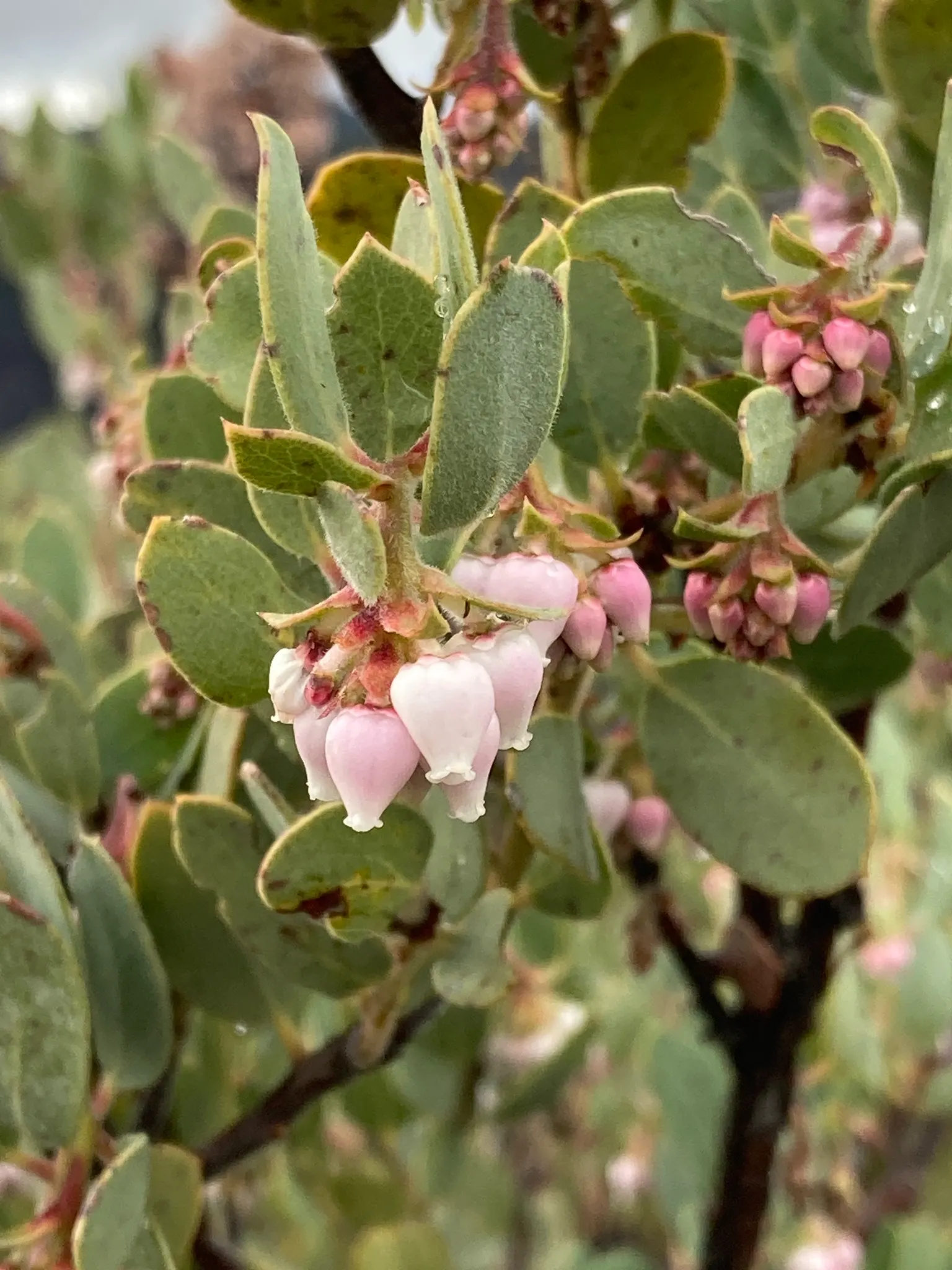 Manzanita (Arctostaphylos Spp.) — Boasting bell-shaped flowers and spherical berries, it thrives in well-drained soils with full sun exposure