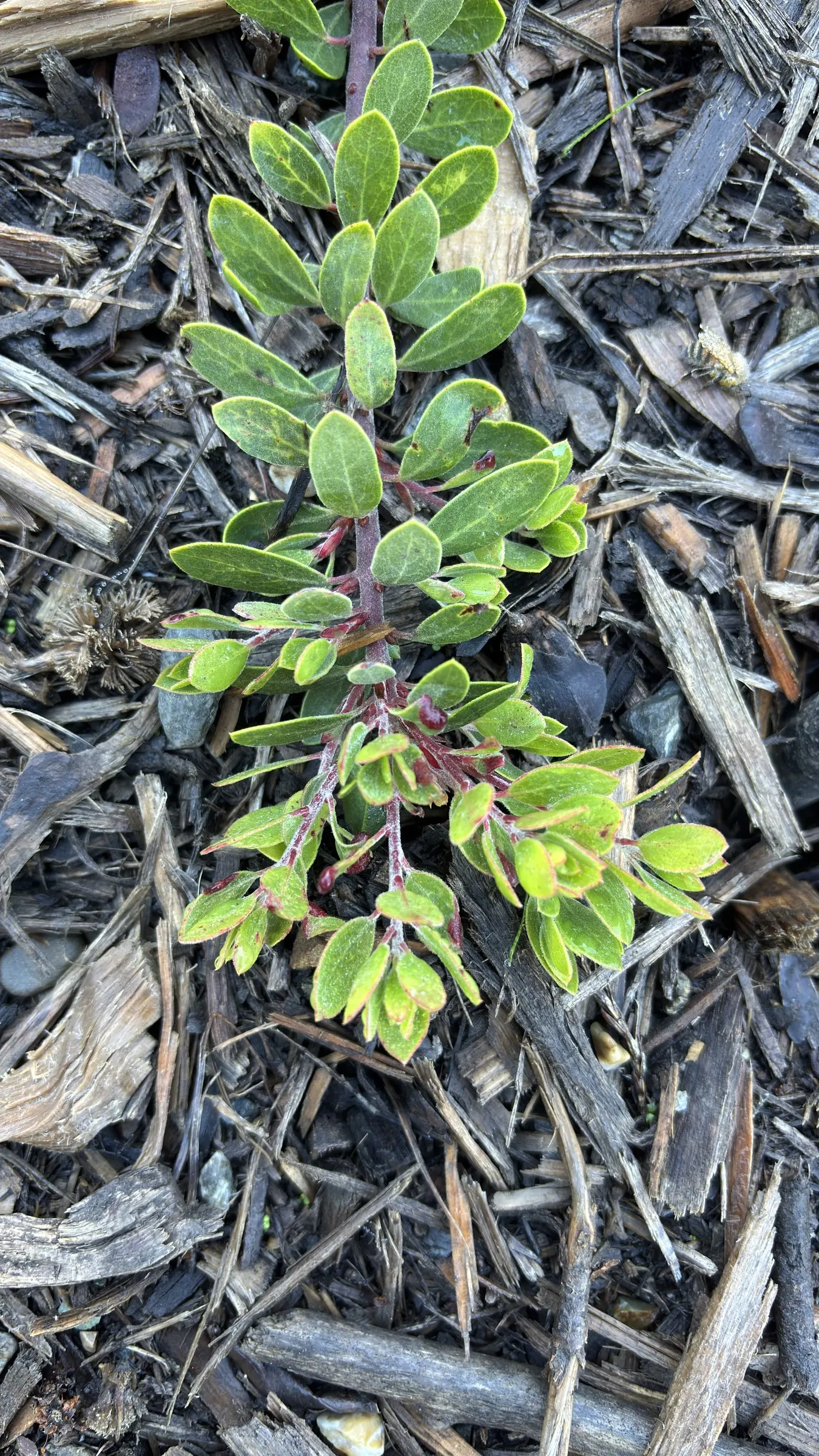 Manzanita (Arctostaphylos Spp.) — which gracefully dangle from the branches