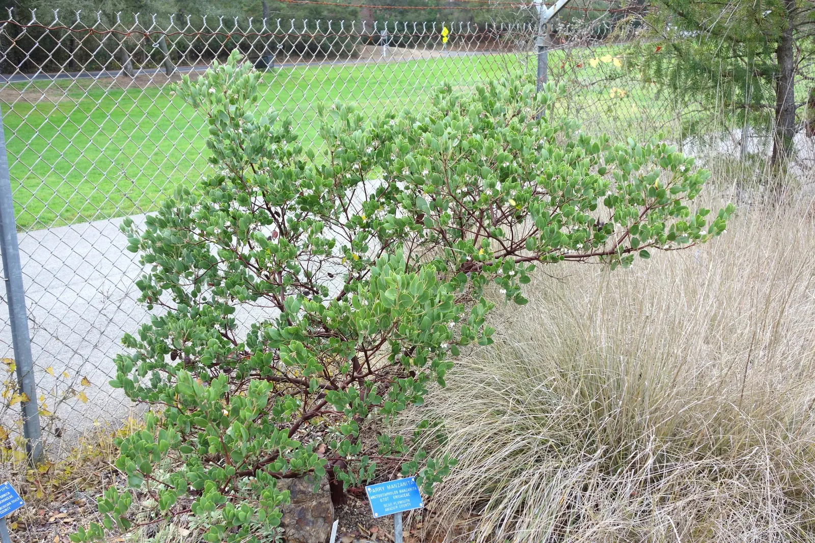 Manzanita (Arctostaphylos Spp.) — particularly during winter months when other plants may be dormant