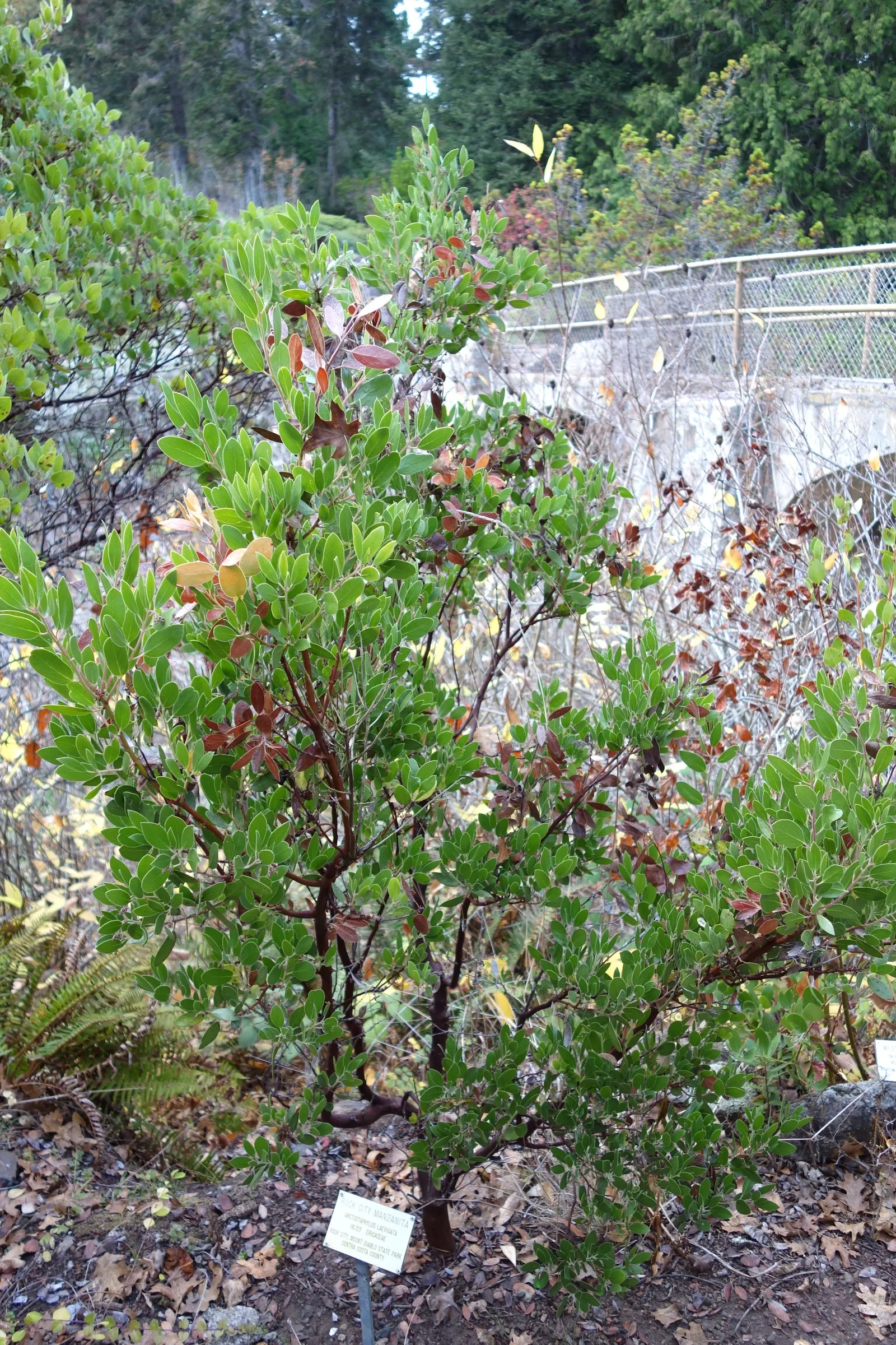 Manzanita (Arctostaphylos Spp.) — smooth red bark and leathery green foliage