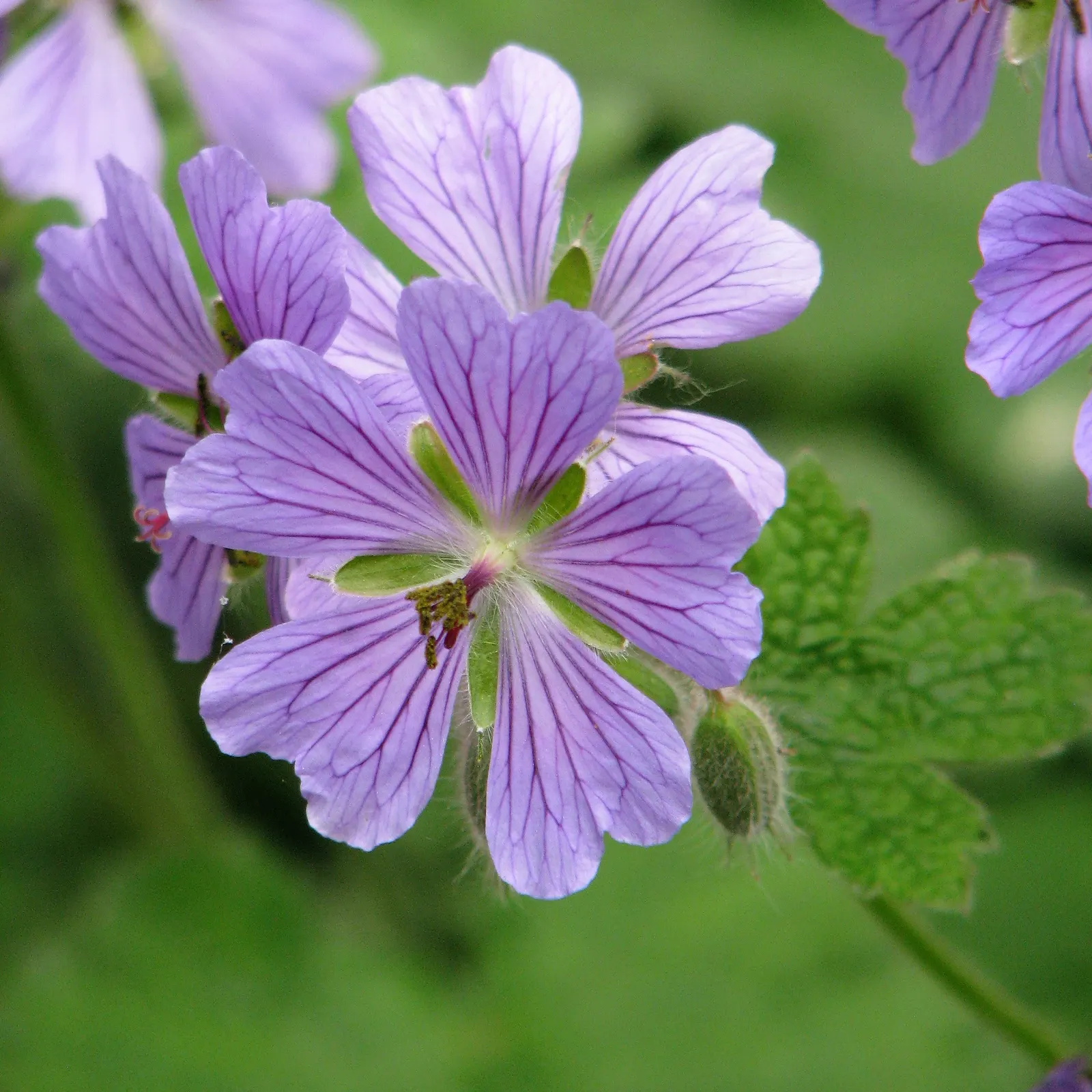 Cranesbill (Geranium 'Bertie Crug') — Its natural spreading capability can fill in areas with lush foliage