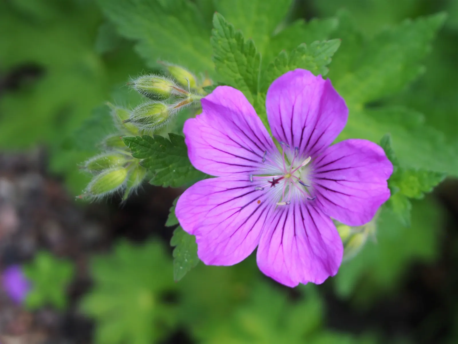 Cranesbill (Geranium 'Bertie Crug') — <br><br>For the client, this geranium offers enduring beauty with minimal effort
