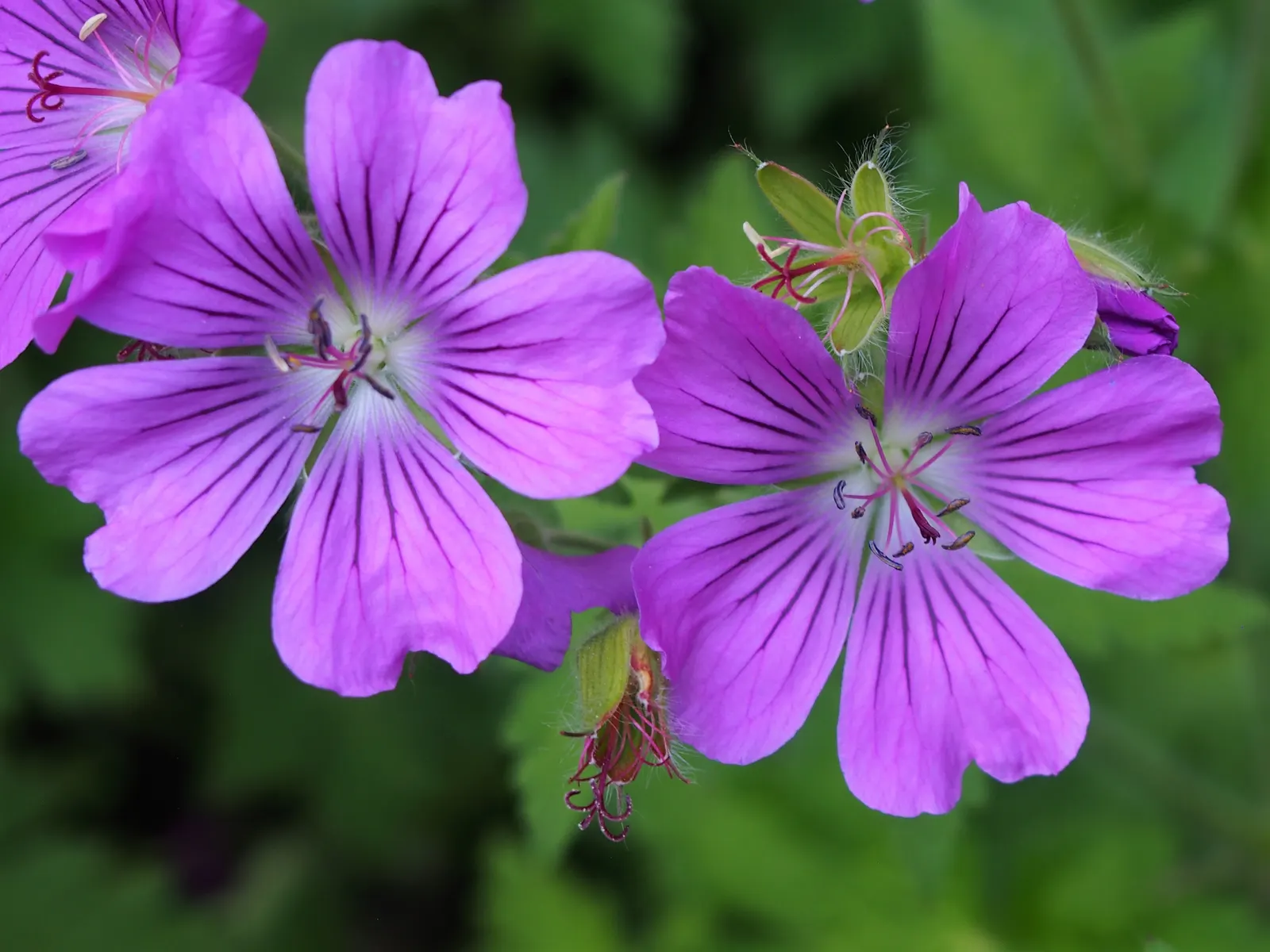 Cranesbill (Geranium 'Bertie Crug') — from full sun to partial shade