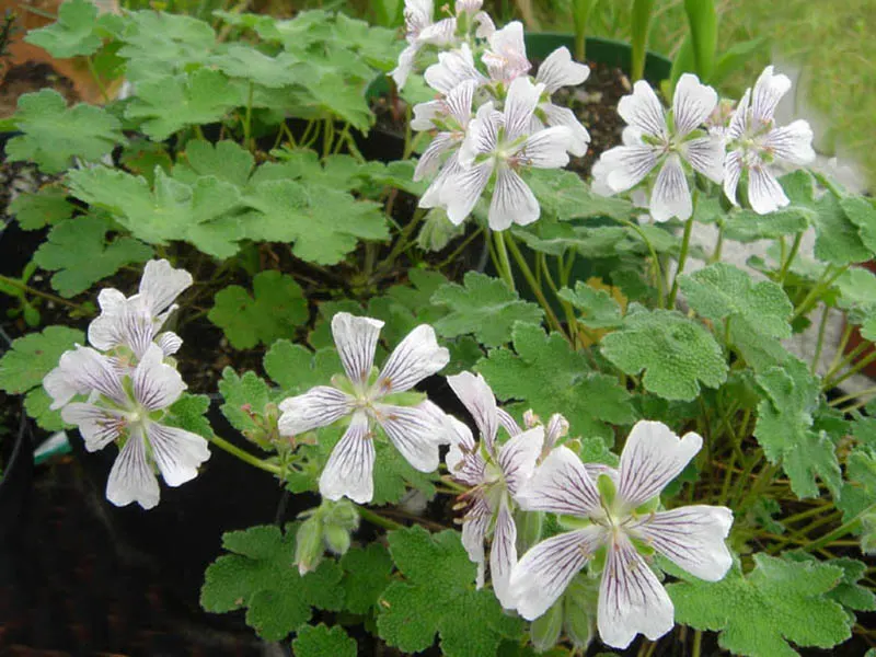Cranesbill (Geranium 'Bertie Crug') — commonly referred to as Cranesbill; its natural spreading capability can fill in areas with lush foliage