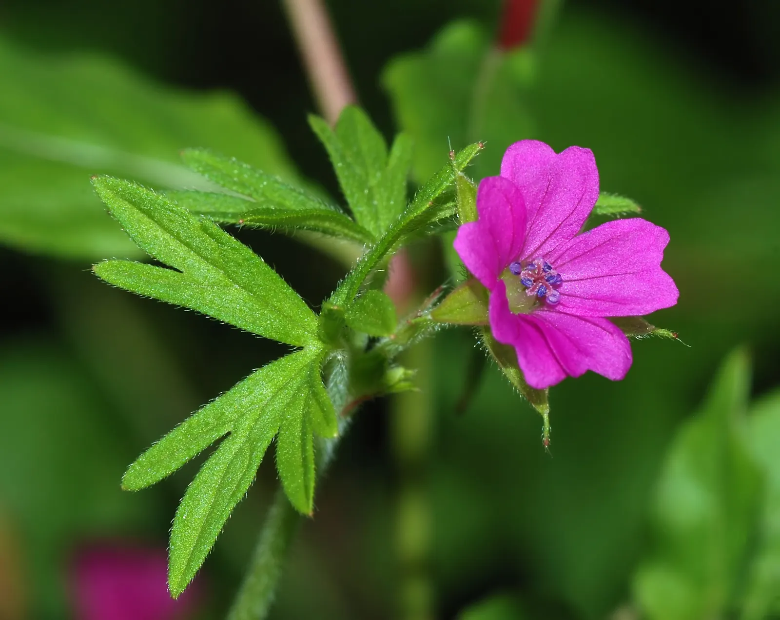 Cranesbill (Geranium 'Bertie Crug') — perennial with pink blooms