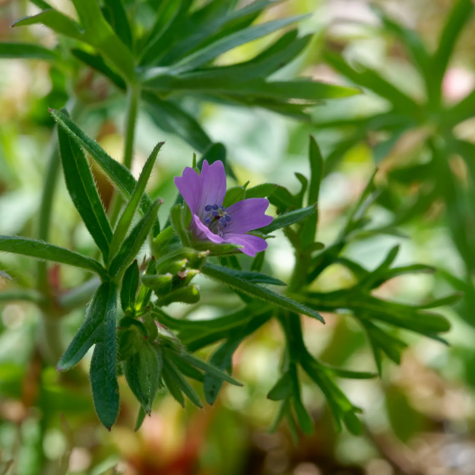 Cranesbill (Geranium 'Bertie Crug') — offering extended flowering from late spring to early fall