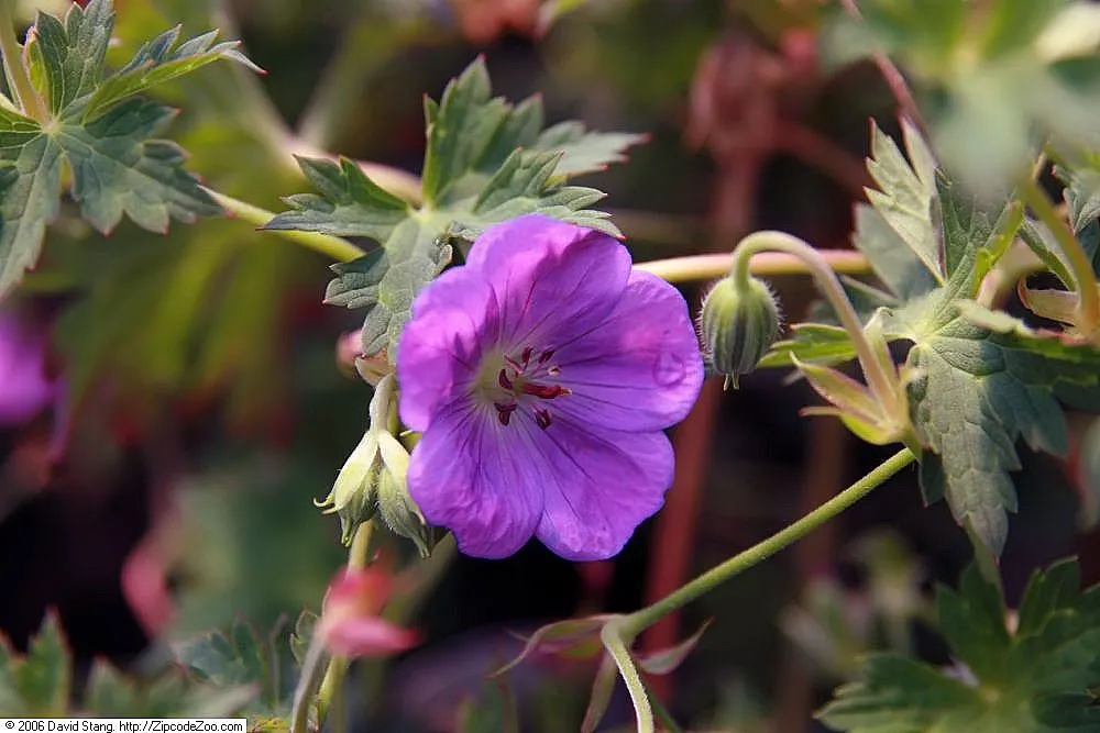 Cranesbill (Geranium 'Bertie Crug') — Its foliage stands out with a bronze hue, which transitions to a unique reddish-brown throughout the seasons; regular