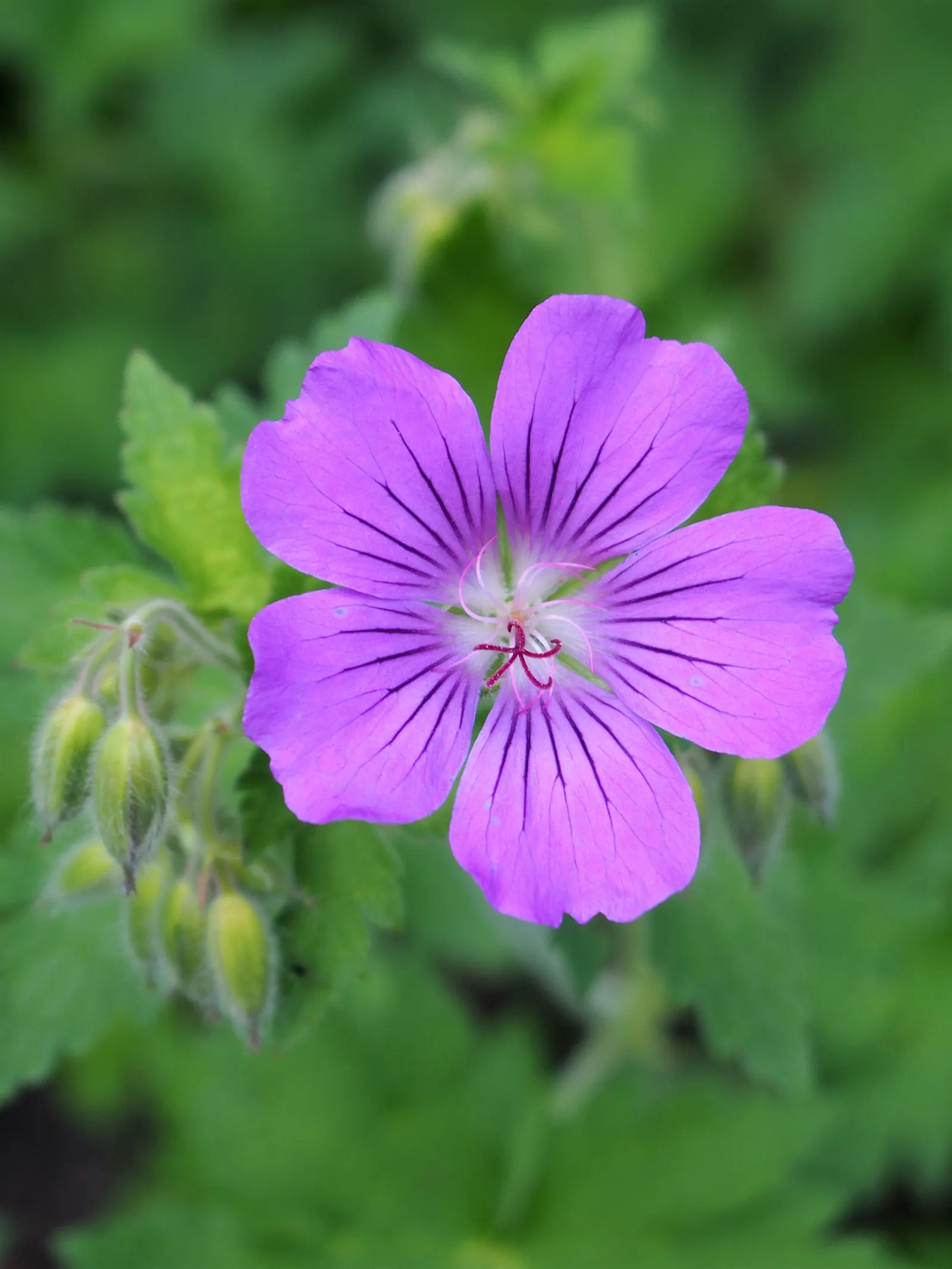 Cranesbill (Geranium 'Bertie Crug') — with a more generous spread of approximately 12 to 18 inches