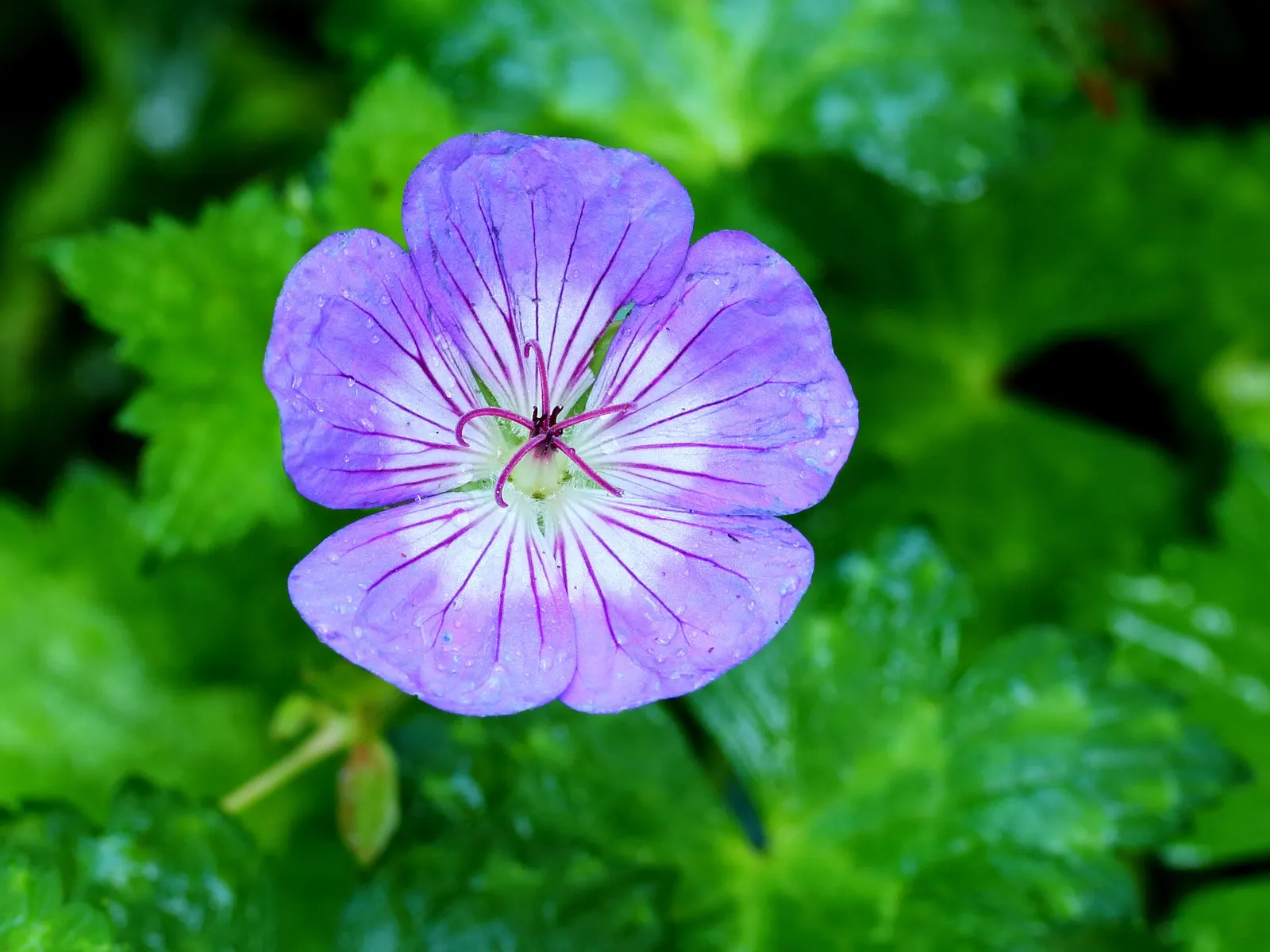 Cranesbill (Geranium 'Bertie Crug') — Perfect for borders and rock gardens; perennial with pink blooms