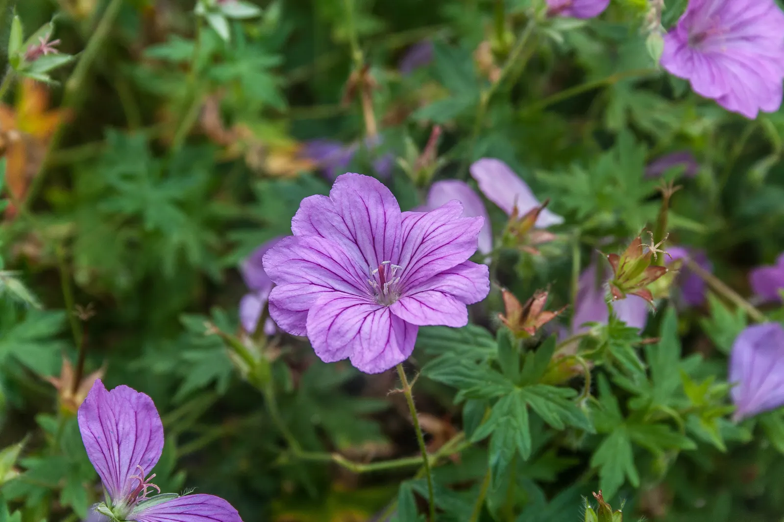 Cranesbill (Geranium 'Bertie Crug') — from full sun to partial shade; pink flowers in the garden