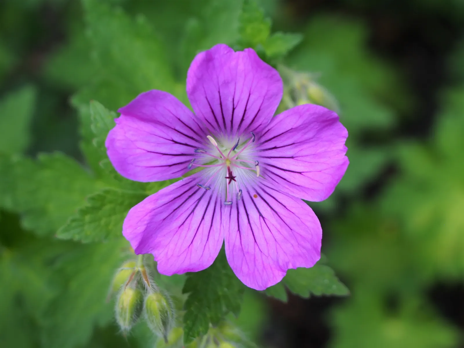 Cranesbill (Geranium 'Bertie Crug') — pink flowers in the garden