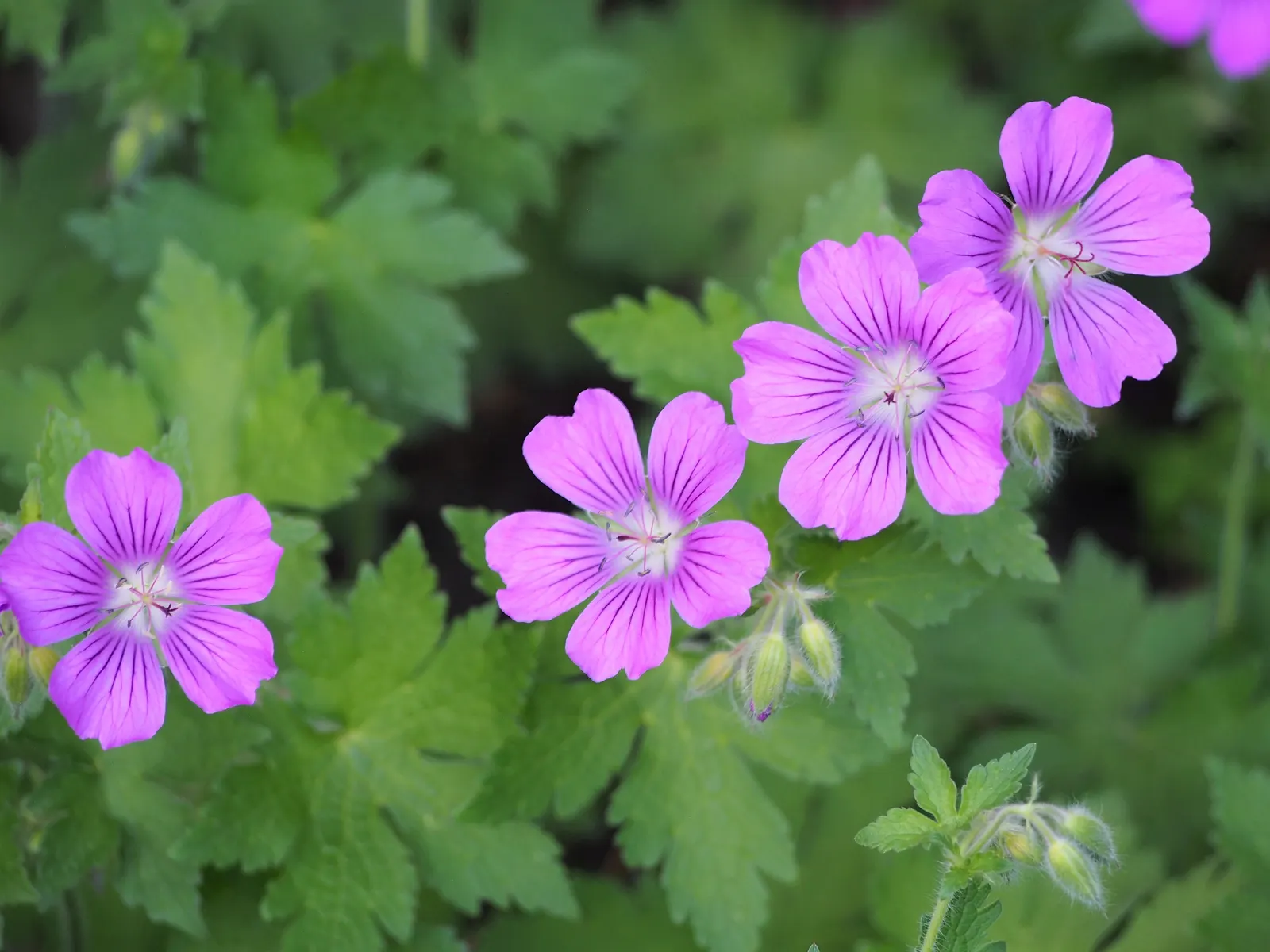 Cranesbill (Geranium 'Bertie Crug') — petite pink flowers with contrasting purple veins emerge