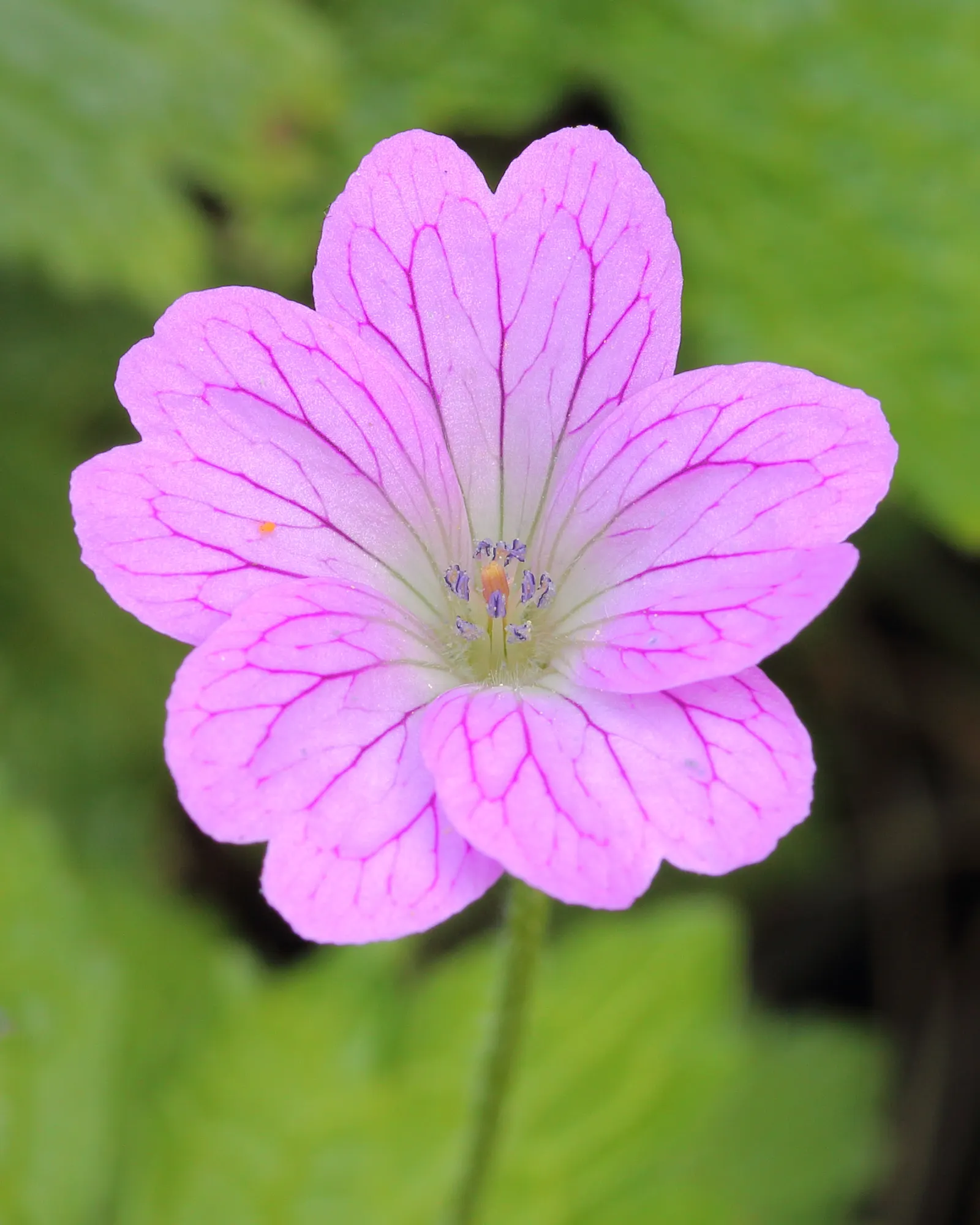 Cranesbill (Geranium 'Bertie Crug') — It boasts vibrant pink blooms with veined petals atop mounding foliage, which ranges from green to bronze; its foliage