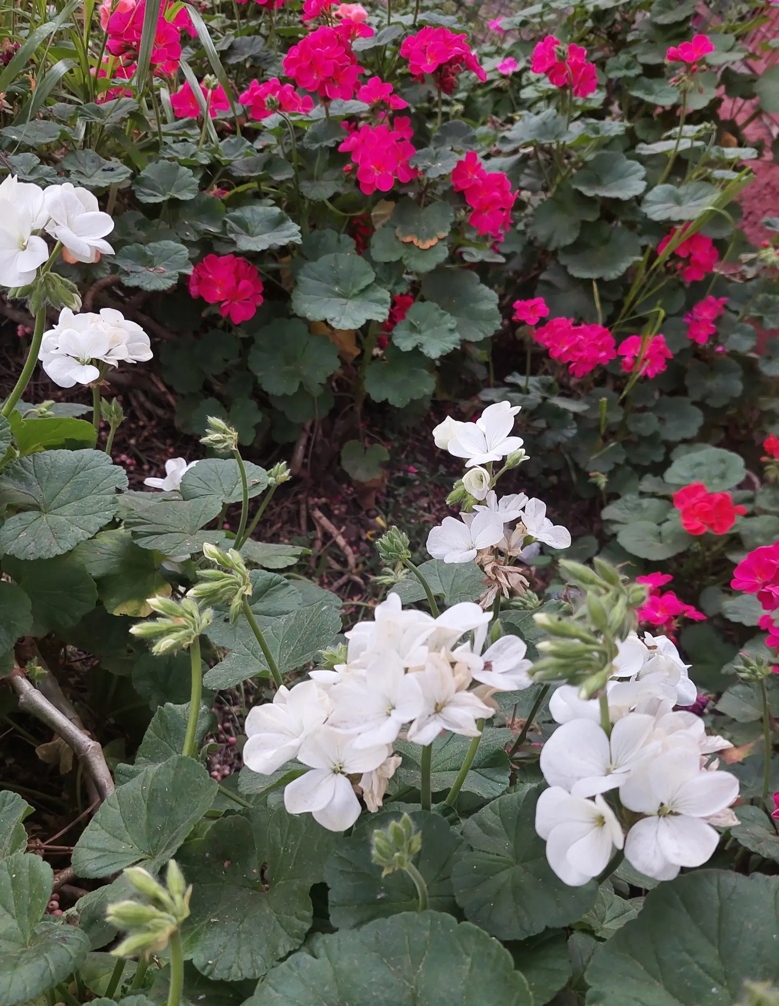 Cranesbill (Geranium 'Bertie Crug') — with a more generous spread of approximately 12 to 18 inches; is a compelling perennial selection that thrives in USDA