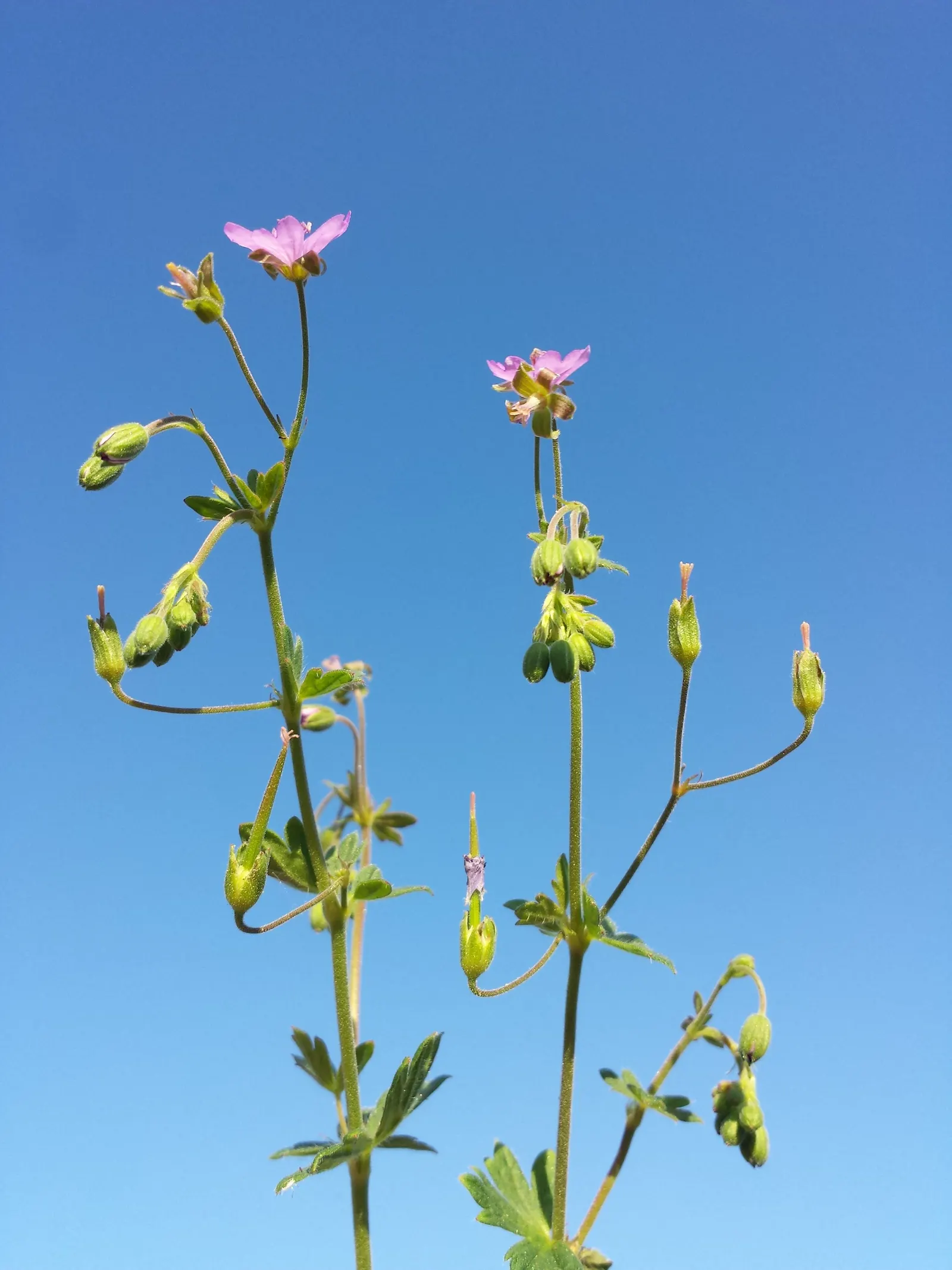 Cranesbill (Geranium 'Bertie Crug') — Perfect for borders and rock gardens