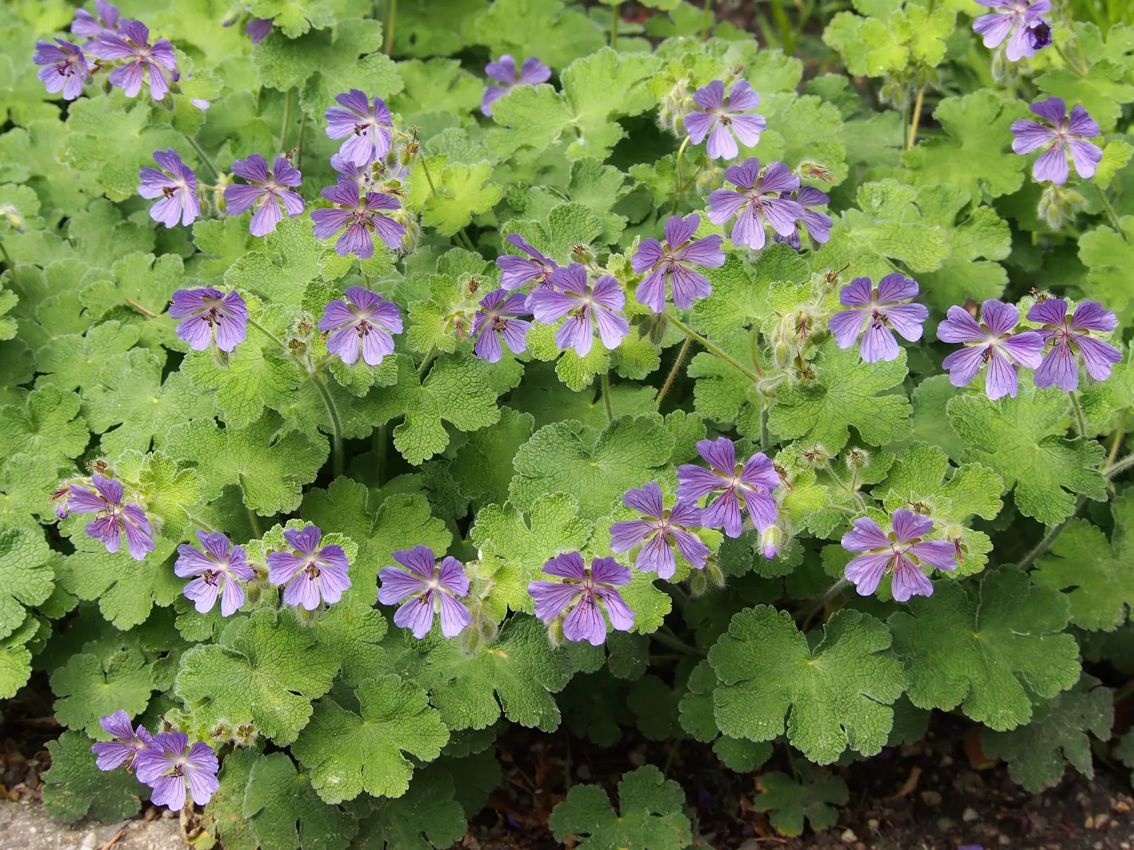 Cranesbill (Geranium 'Bertie Crug') — perennial for full or half