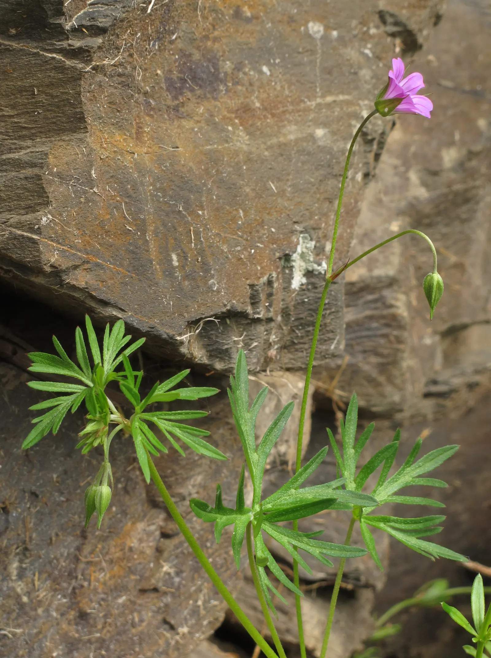 Cranesbill (Geranium 'Bertie Crug') — or as a spiller plant in containers