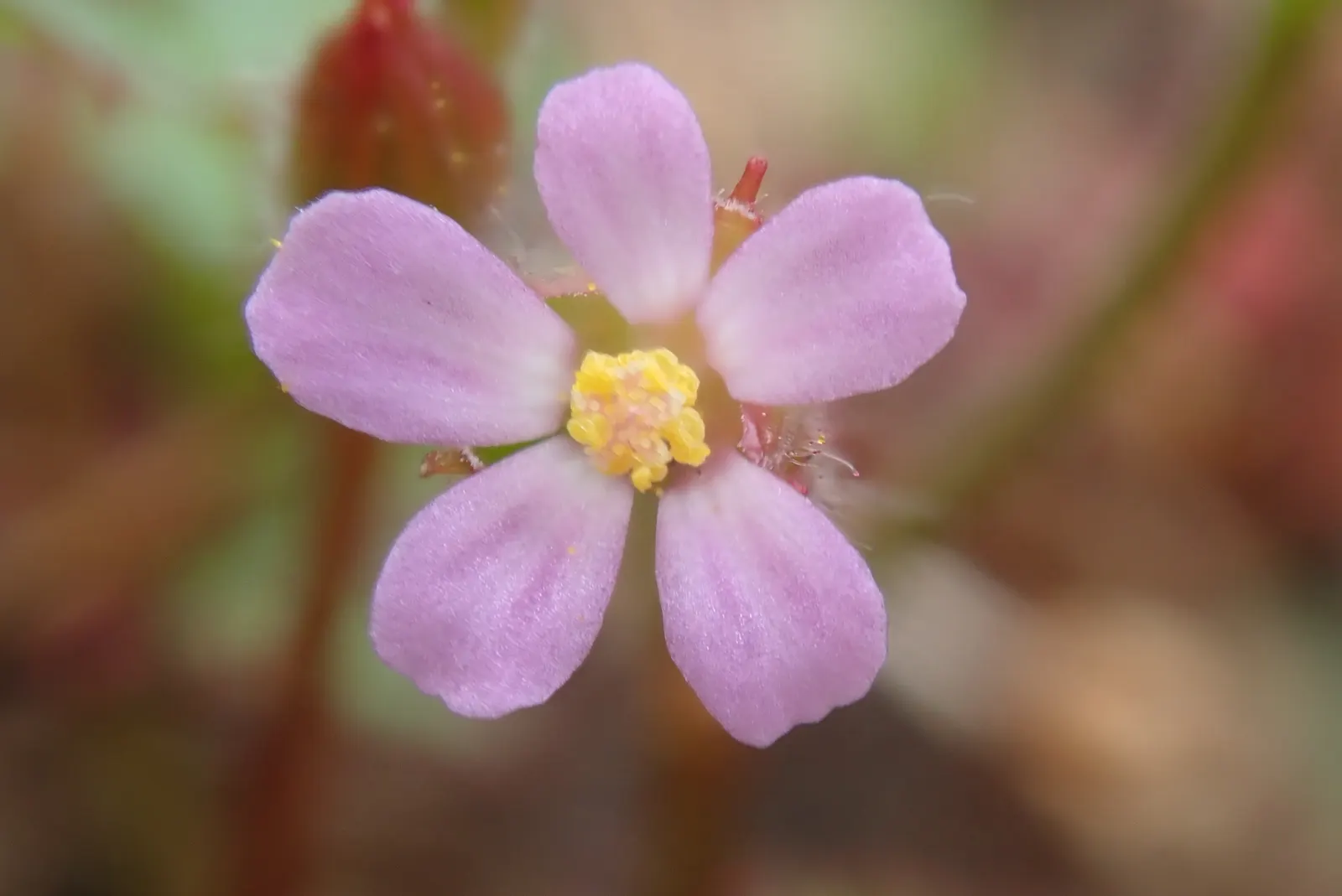 Cranesbill (Geranium 'Bertie Crug') — Regular deadheading can encourage more profuse blooming