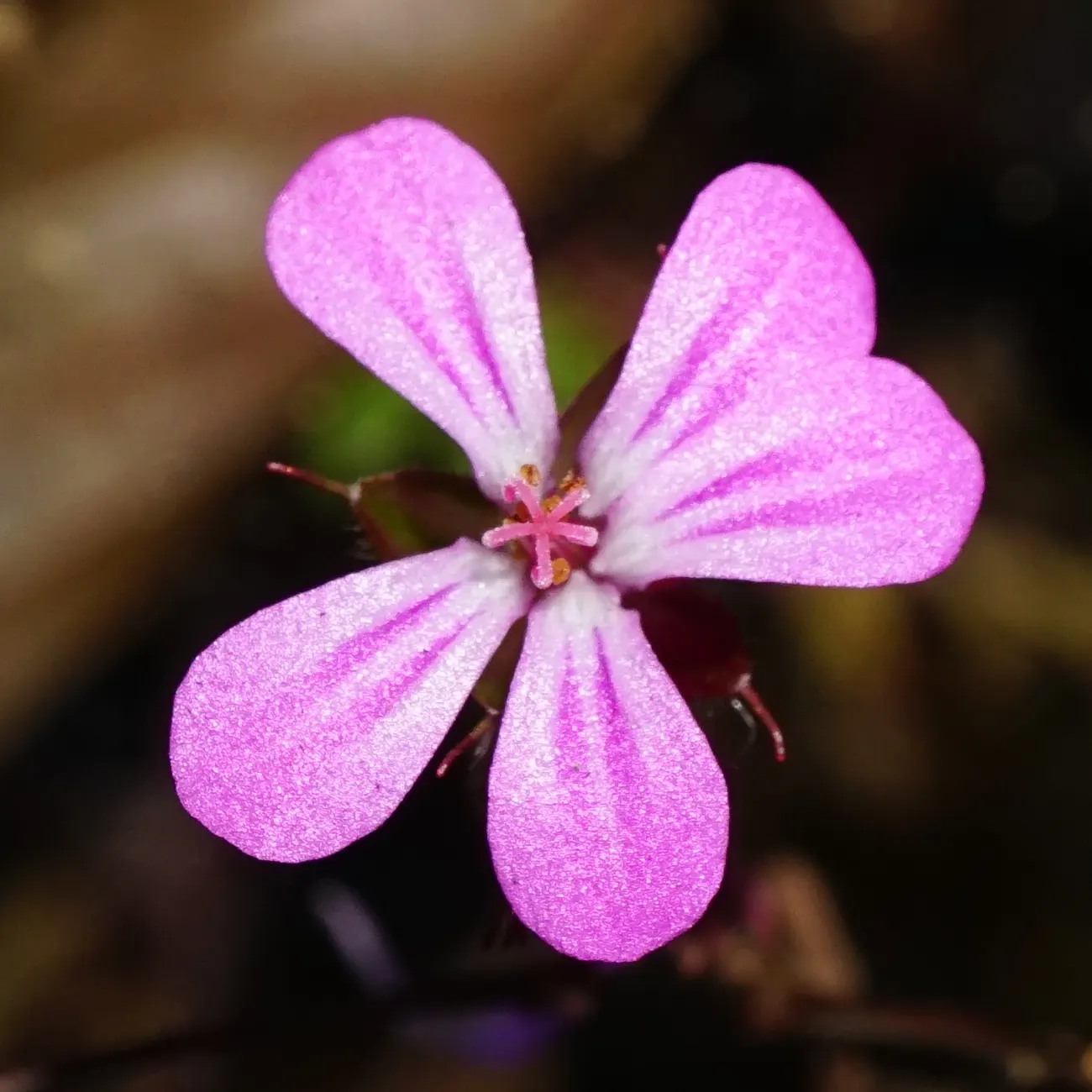 Cranesbill (Geranium 'Bertie Crug') — It boasts vibrant pink blooms with veined petals atop mounding foliage, which ranges from green to bronze