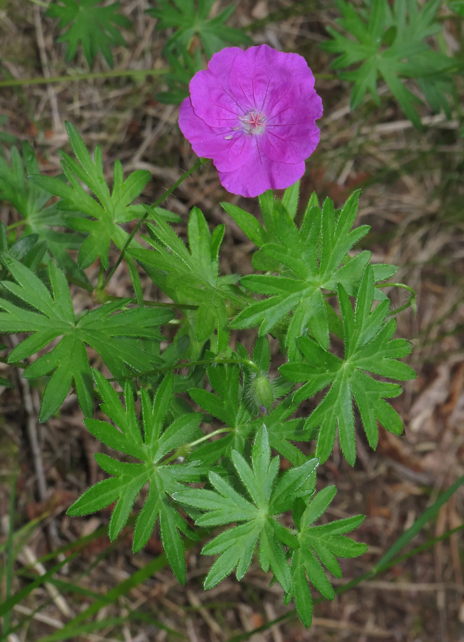 Cranesbill (Geranium 'Bertie Crug') — 'Bertie Crug' forms a dense