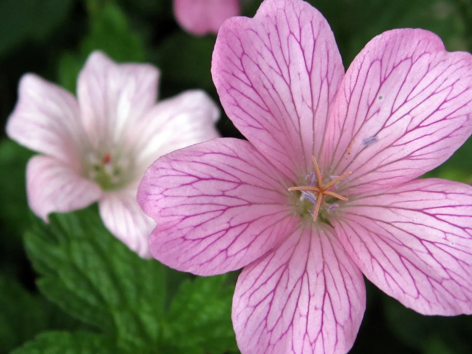 Cranesbill (Geranium 'Bertie Crug') — This low-maintenance plant reaches around 6-12 inches in height with a spread of up to 18 inches