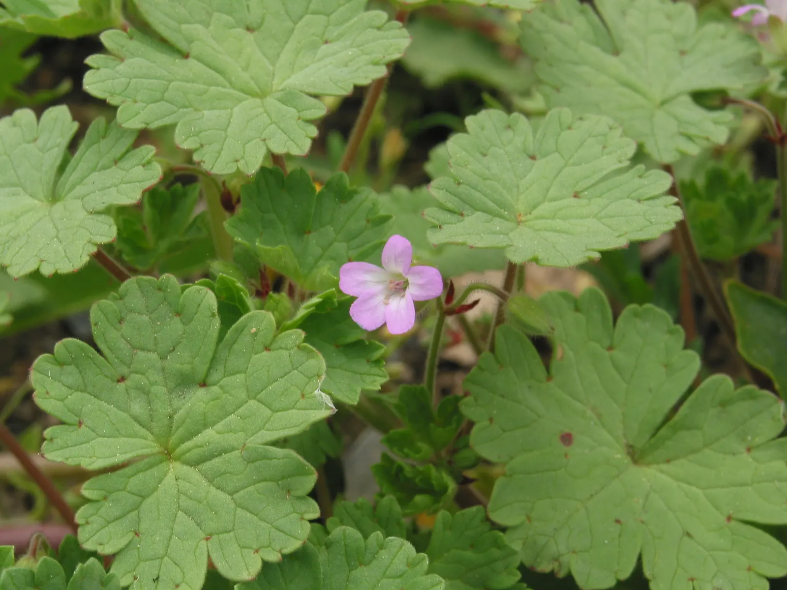 Cranesbill (Geranium 'Bertie Crug') — commonly referred to as Cranesbill