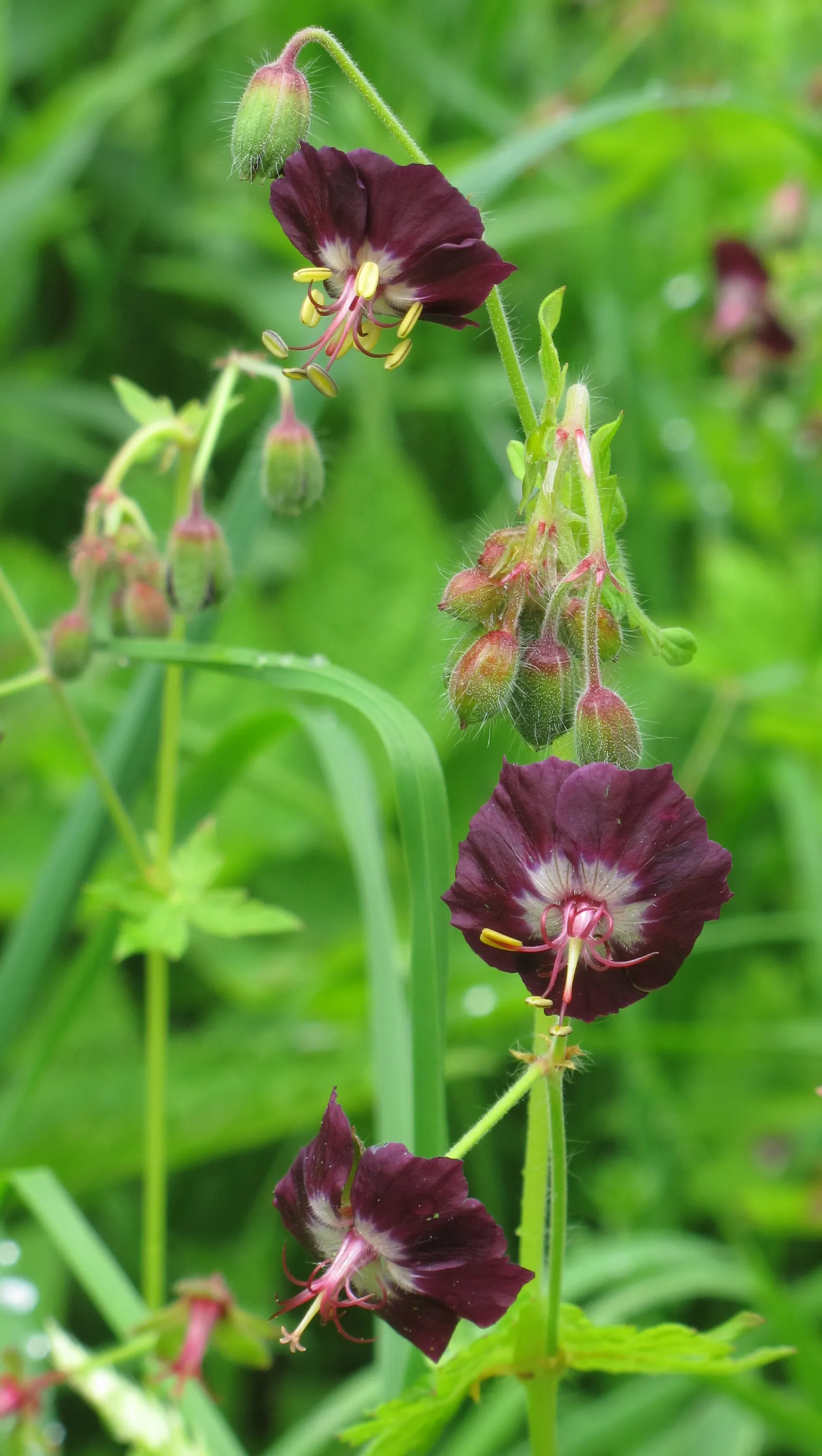 Cranesbill (Geranium 'Bertie Crug') — adding a vibrant splash of color from late spring into mid-summer.<br><br>When designing a landscape