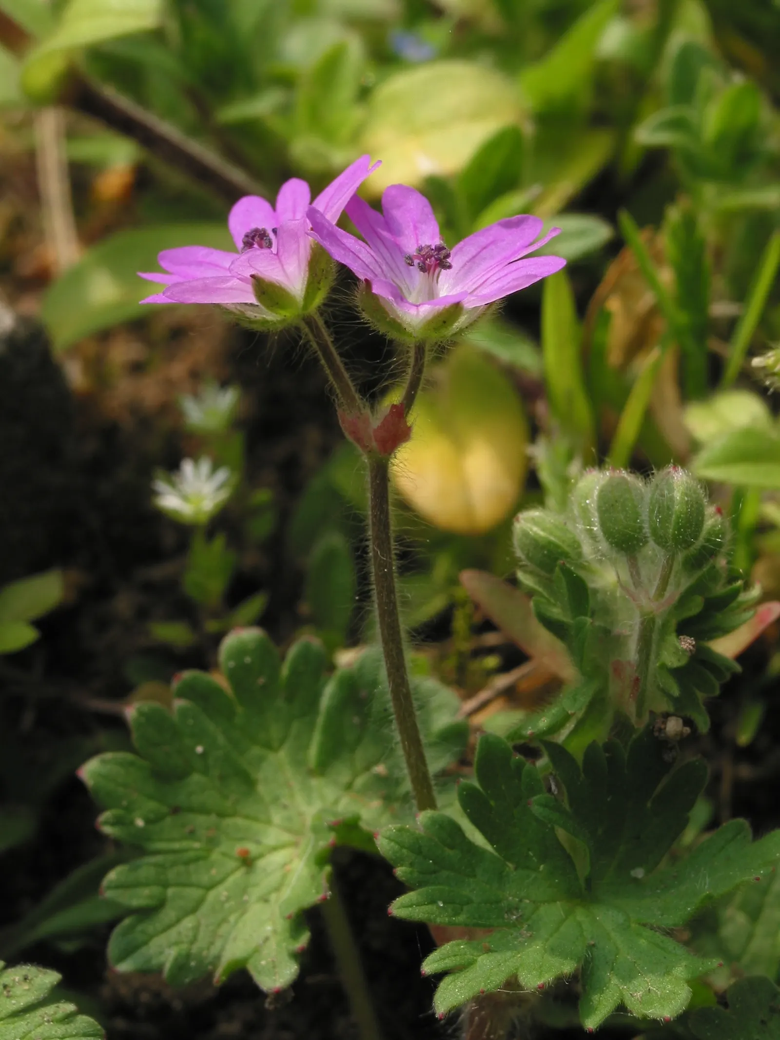 Cranesbill (Geranium 'Bertie Crug') — The Geranium 'Bertie Crug' is a perennial Cranesbill that thrives in zones 5-9; perfect for borders and rock gardens