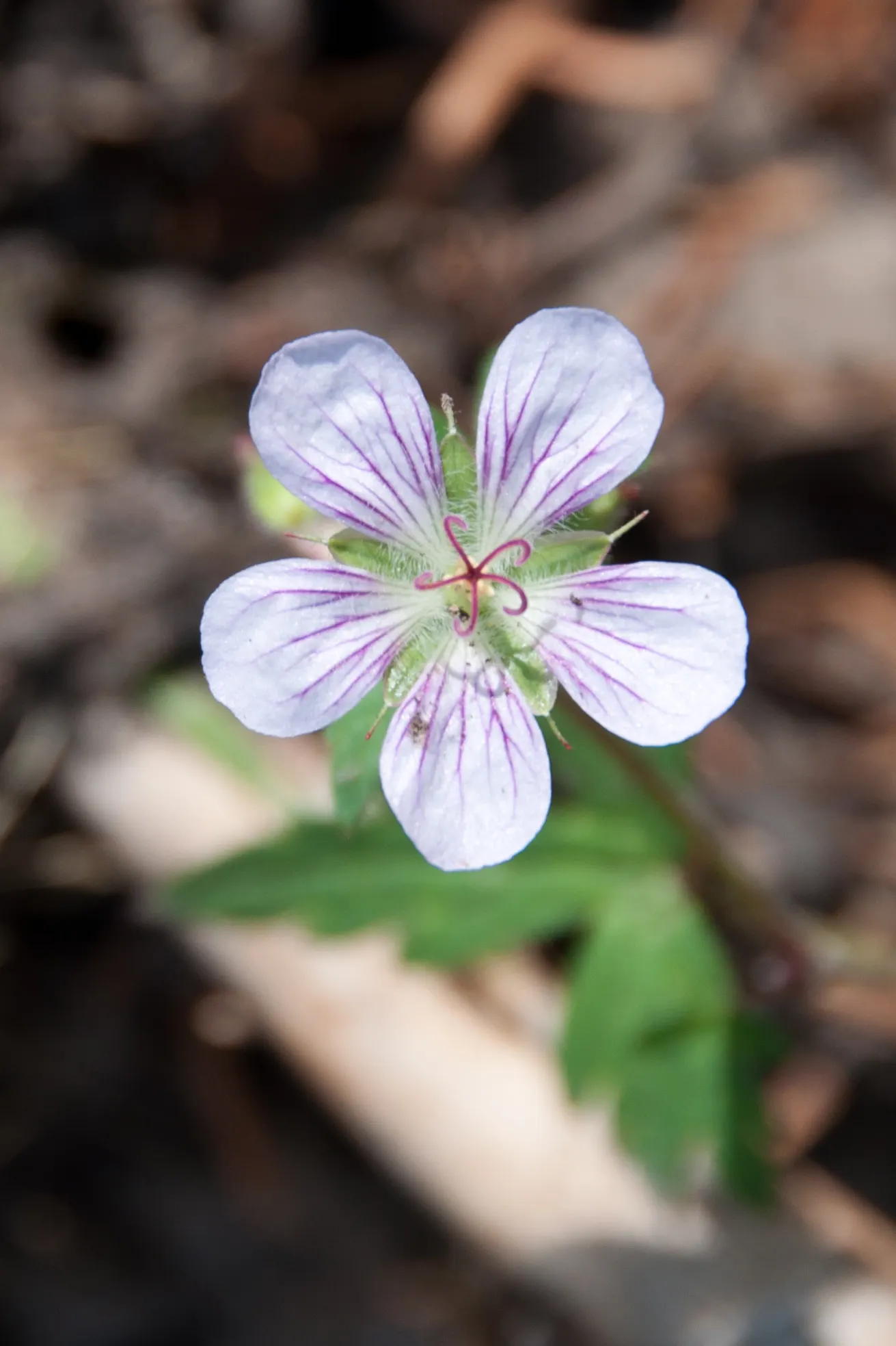 Cranesbill (Geranium 'Bertie Crug') — petite pink flowers with contrasting purple veins emerge; this low-maintenance plant reaches around 6-12 inches in height