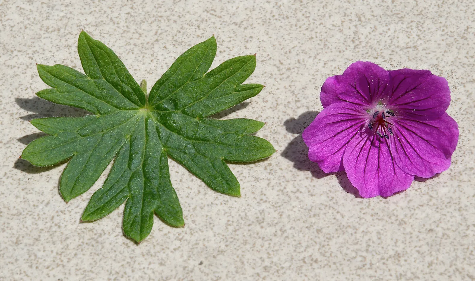Cranesbill (Geranium 'Bertie Crug') — ensuring the 'Bertie Crug' remains a focal point throughout the growing season