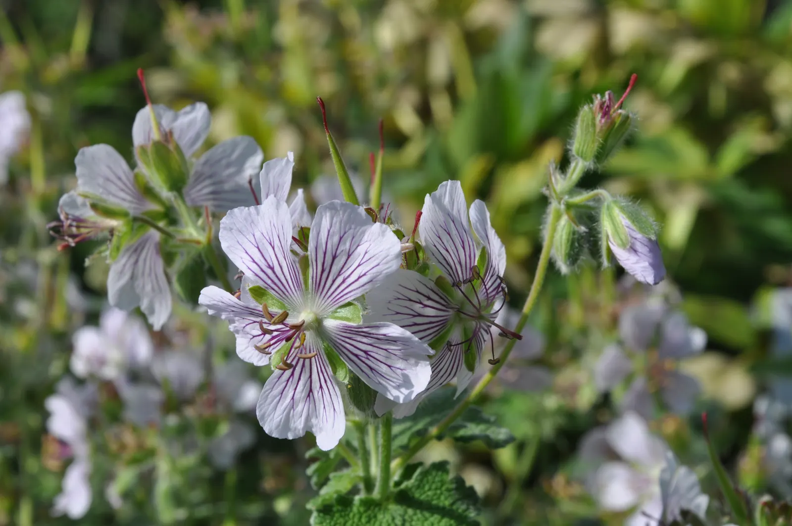 Cranesbill (Geranium 'Bertie Crug') — it's essential to know 'Bertie Crug' prefers well-drained soil and can handle a variety of conditions; makes it an