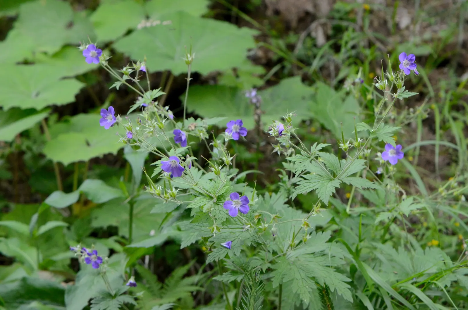 Cranesbill (Geranium 'Bertie Crug') — offering extended flowering from late spring to early fall; adding a vibrant splash of color from late spring into