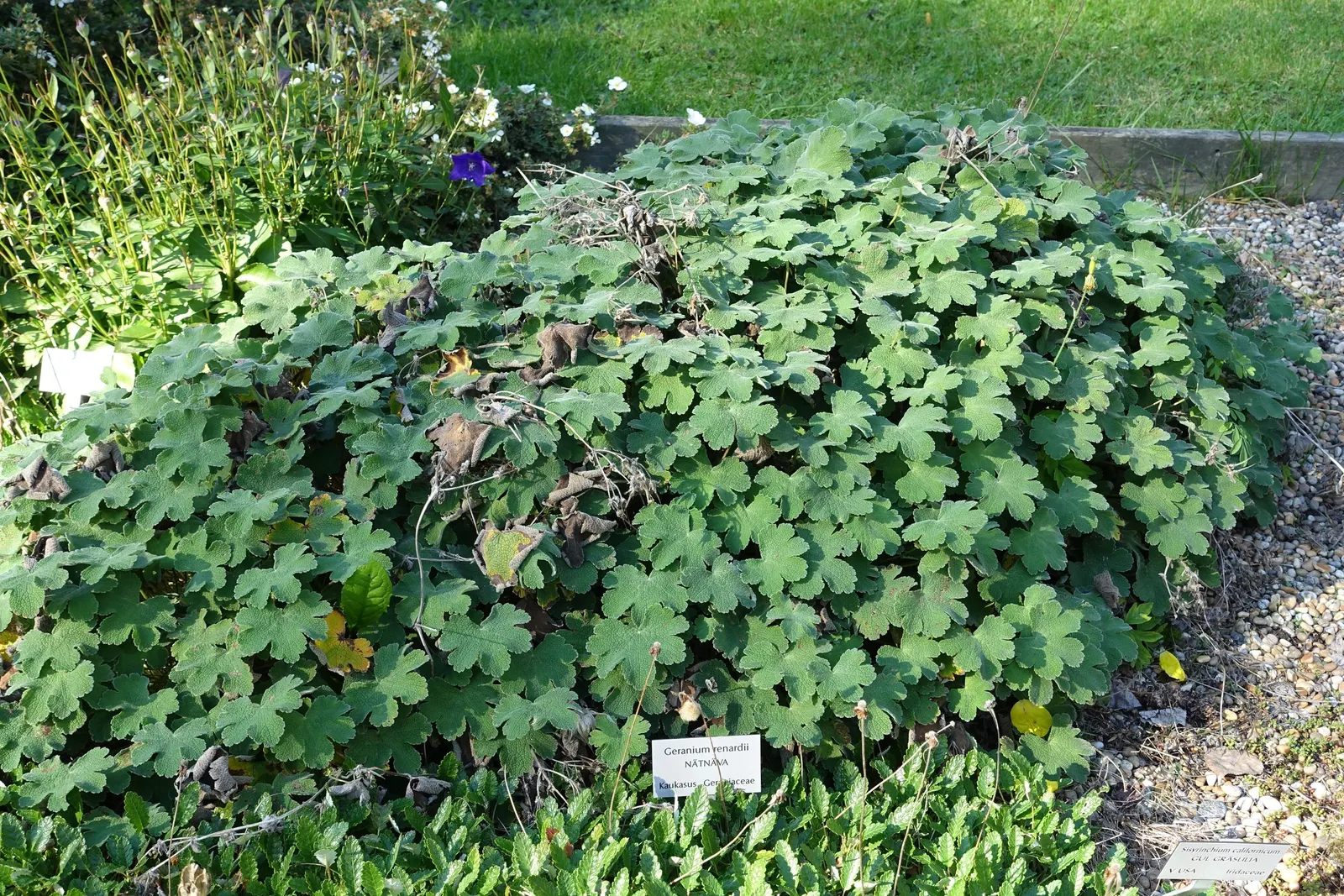 Cranesbill (Geranium 'Bertie Crug') — is a compelling perennial selection that thrives in USDA Hardiness Zones 5 through 9