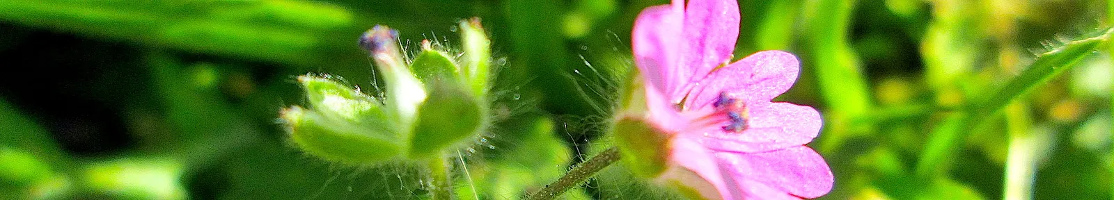 Cranesbill (Geranium 'Bertie Crug') — while its charming blooms attract beneficial pollinators to the garden