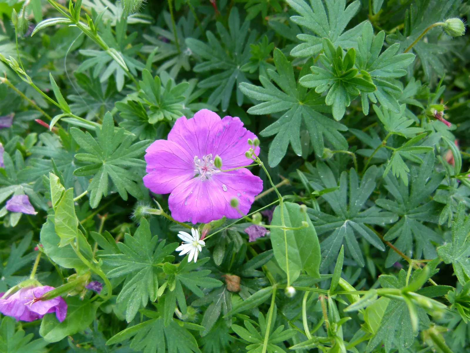 Cranesbill (Geranium 'Bertie Crug') — it prefers well-drained soil and full to part sun; offering extended flowering from late spring to early fall
