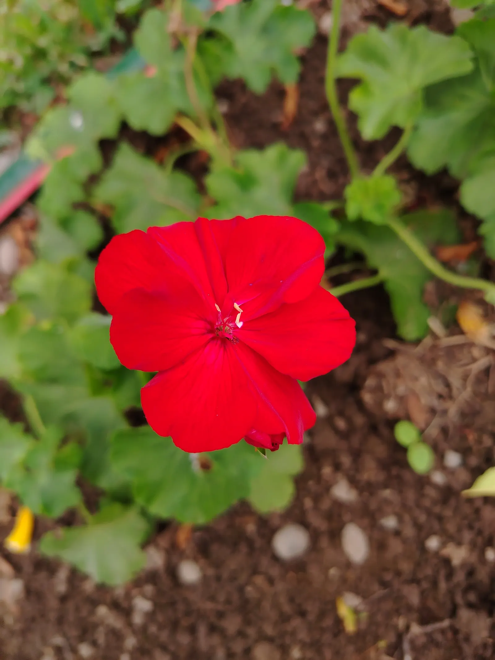 Cranesbill (Geranium 'Bertie Crug') — 'Bertie Crug' forms a dense; from full sun to partial shade