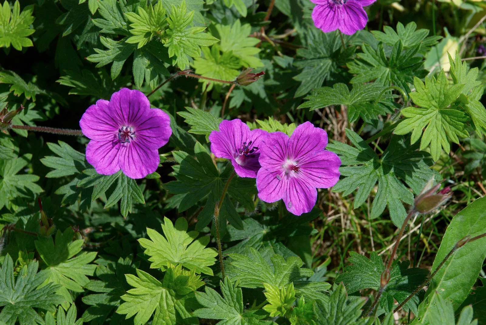 Cranesbill (Geranium 'Bertie Crug') — coupled with its low maintenance requirements