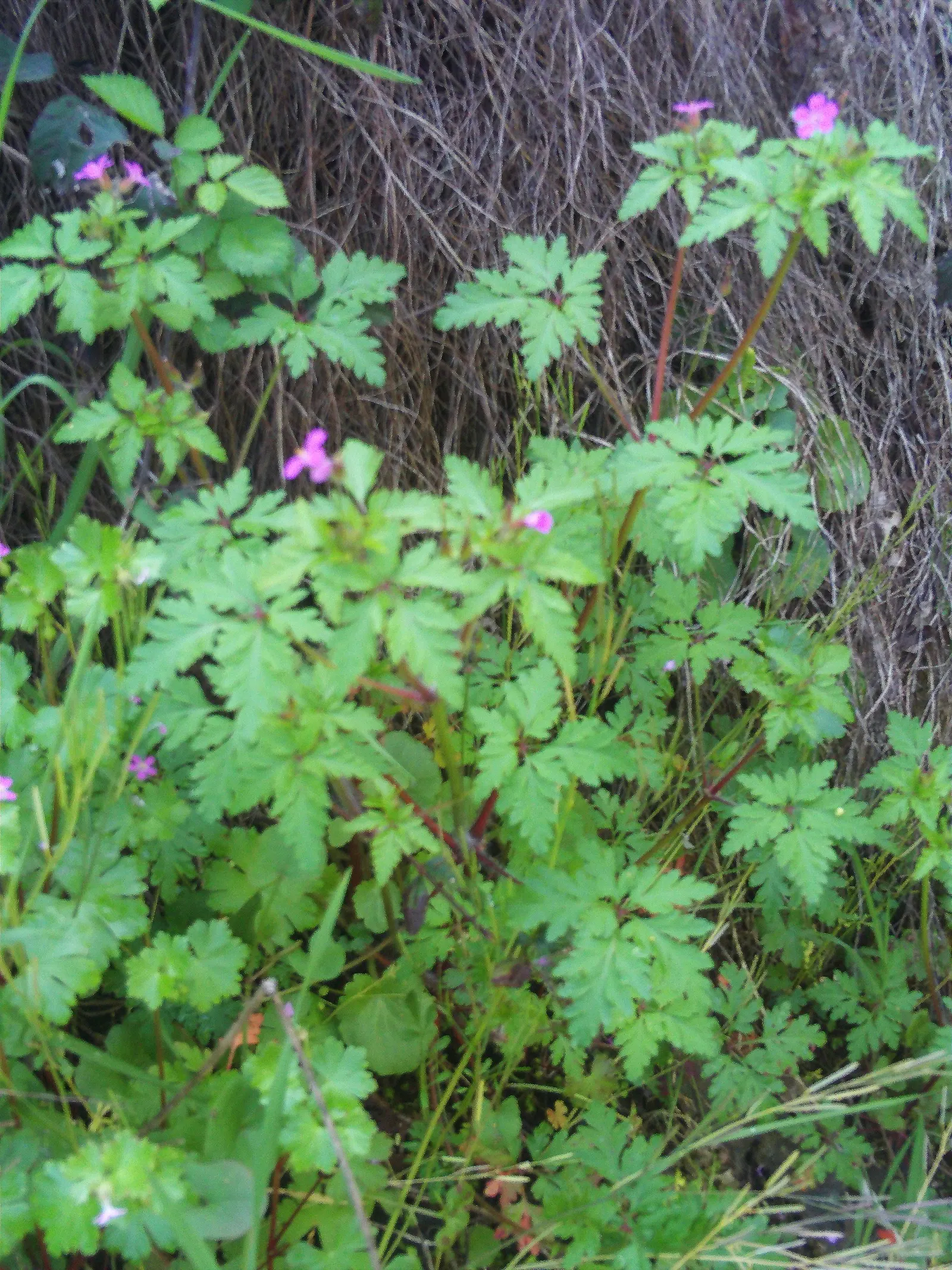 Cranesbill (Geranium 'Bertie Crug') — Its foliage stands out with a bronze hue, which transitions to a unique reddish-brown throughout the seasons