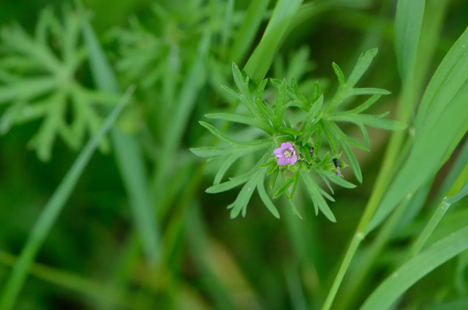 Cranesbill (Geranium 'Bertie Crug') — is a compelling perennial selection that thrives in USDA Hardiness Zones 5 through 9; the Geranium 'Bertie Crug' is a