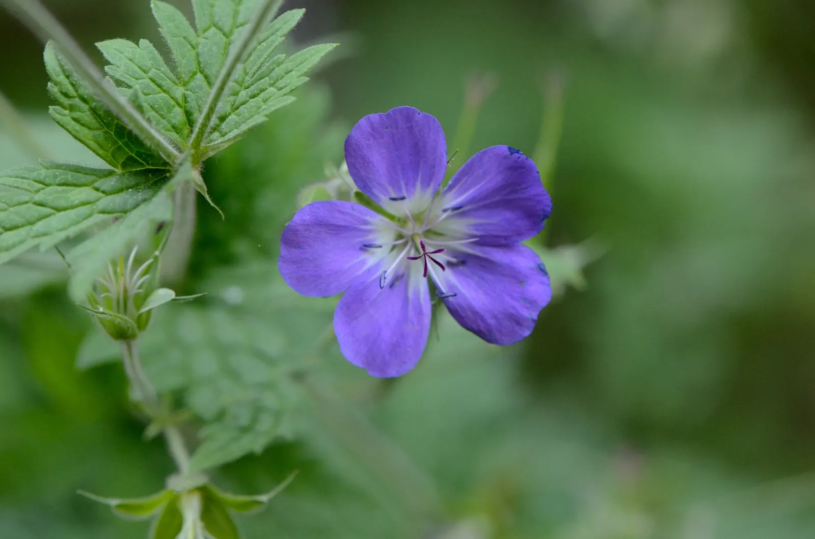 Cranesbill (Geranium 'Bertie Crug') — This low-maintenance plant reaches around 6-12 inches in height with a spread of up to 18 inches; or as a spiller plant