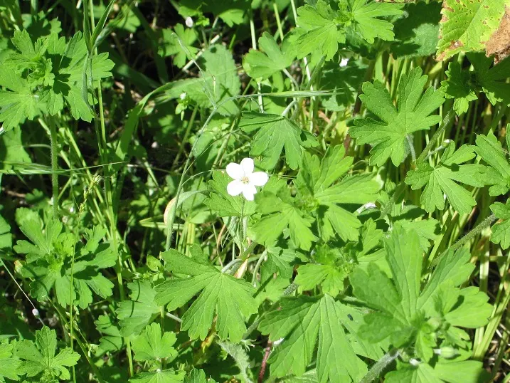 Cranesbill (Geranium 'Bertie Crug') — makes it an excellent choice for front of border placements